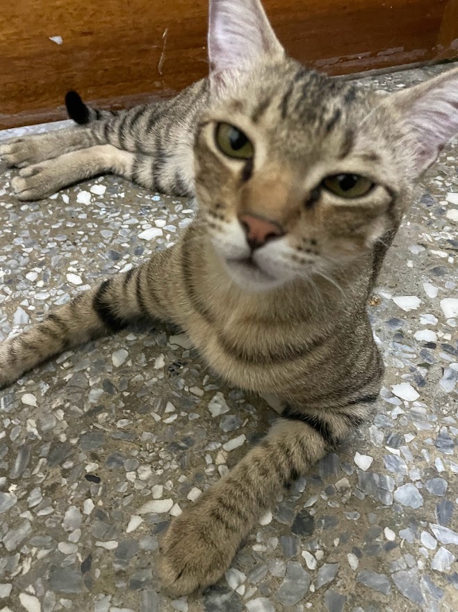 Adorable Cat Moments