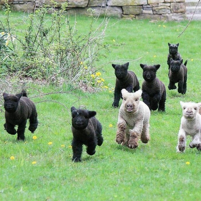 Chaos Unleashed: The Stampede!
