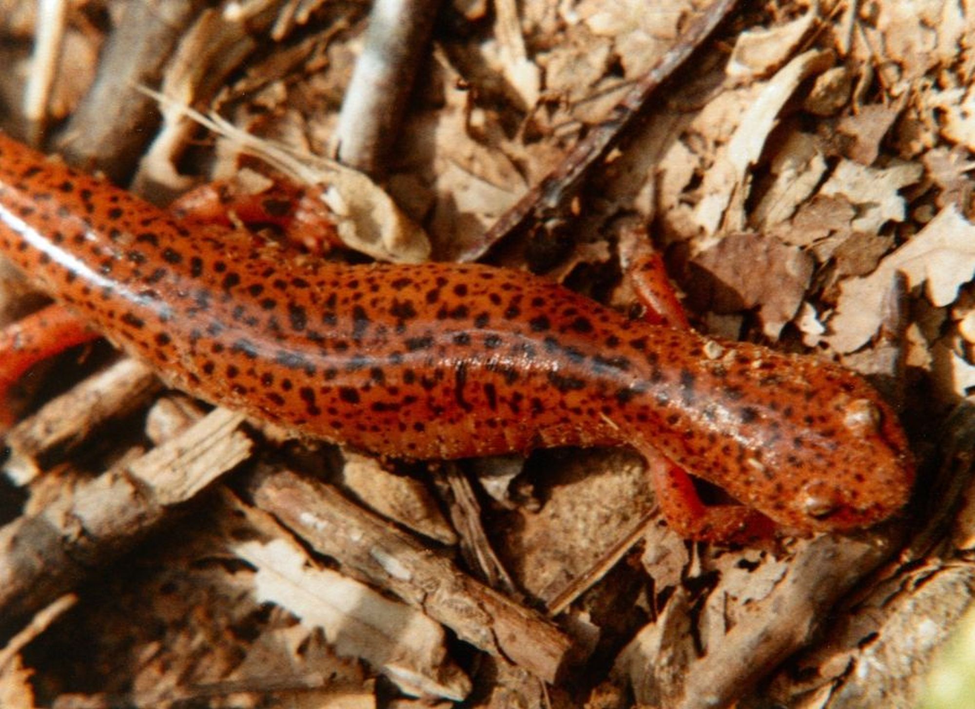 Meet the Northern Red Salamander!