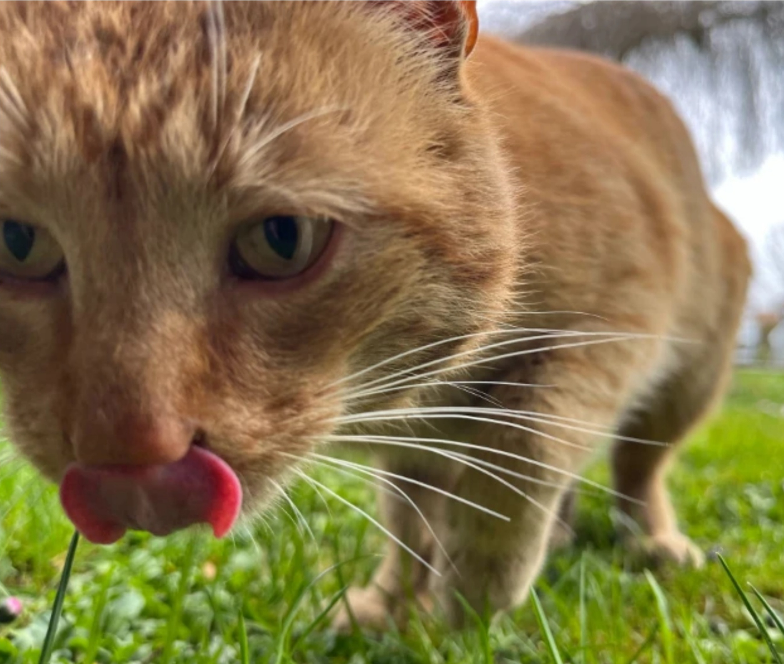 Goldie Enjoying the Great Outdoors with a Lick