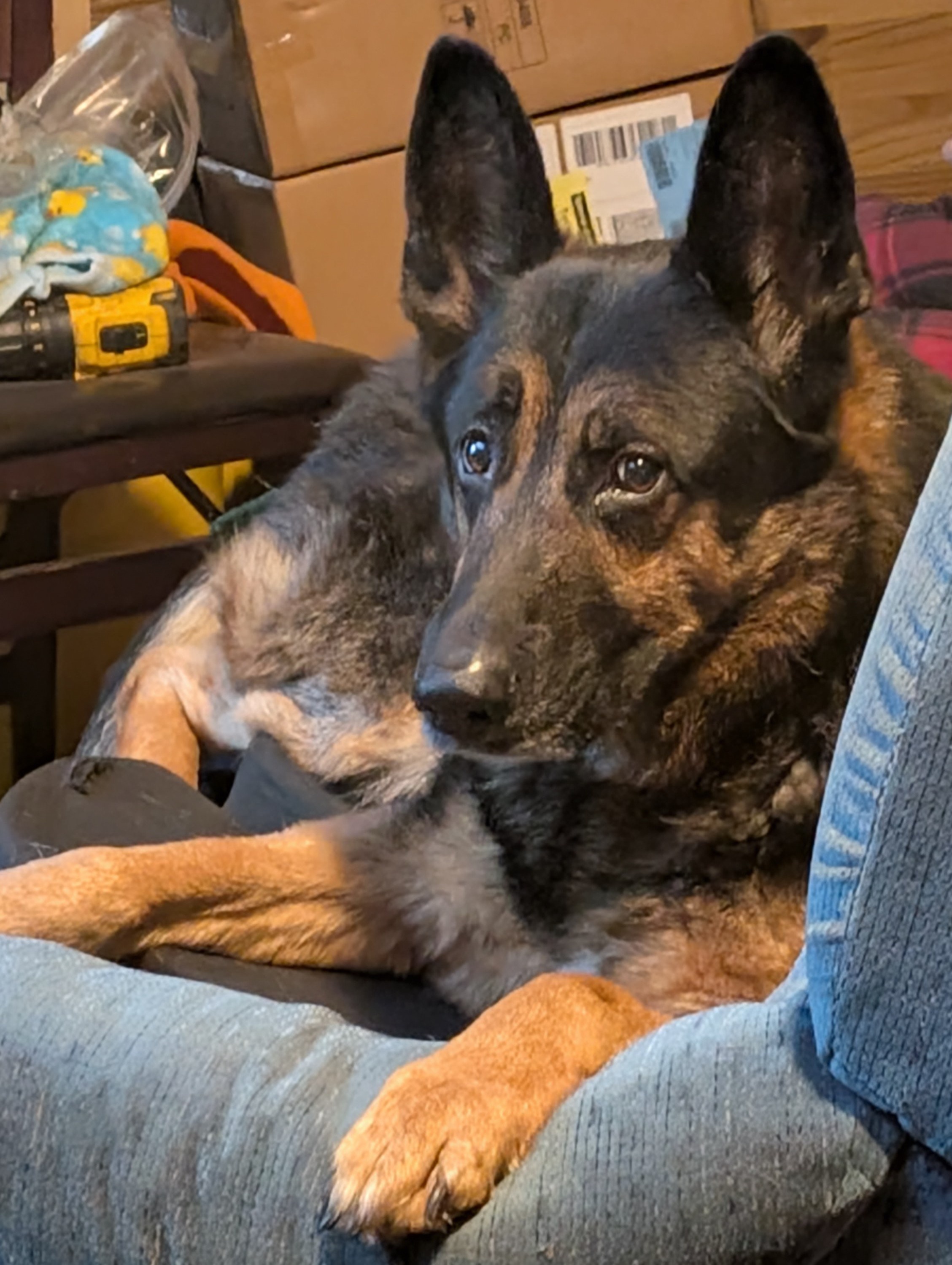 My German Shepherd Giving Me the Side-Eye