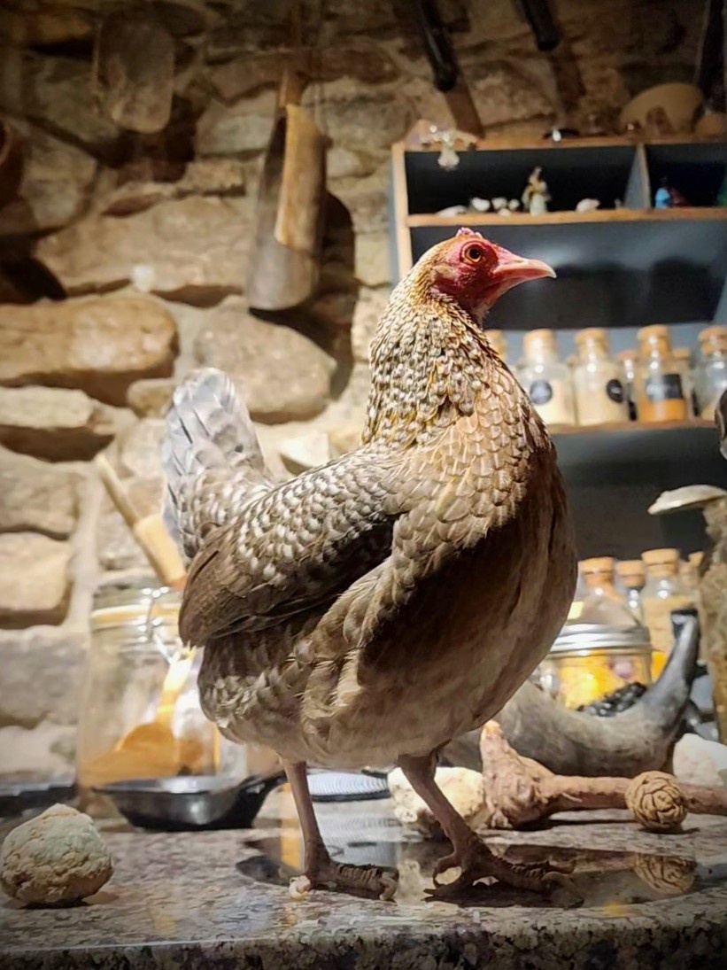 The Quirky House Chicken Chronicles