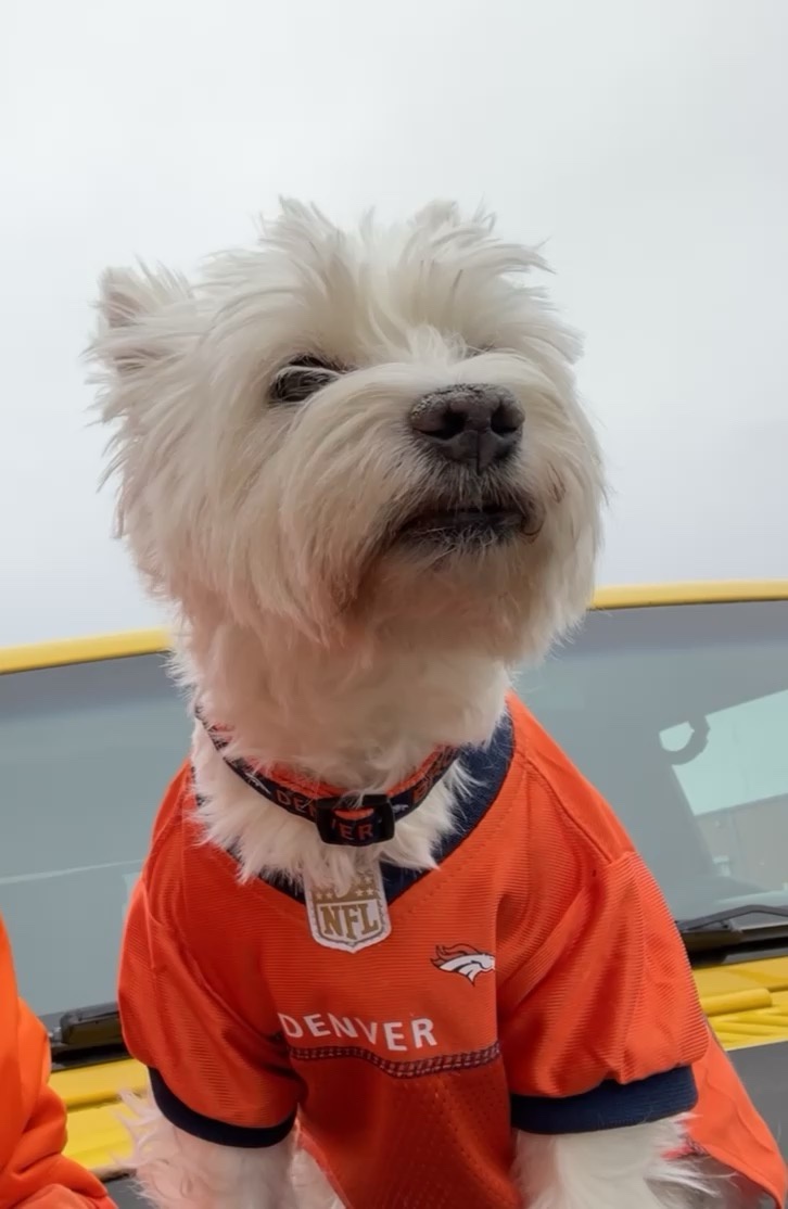 Meet Bronco Lily Bella, the star of the show!
