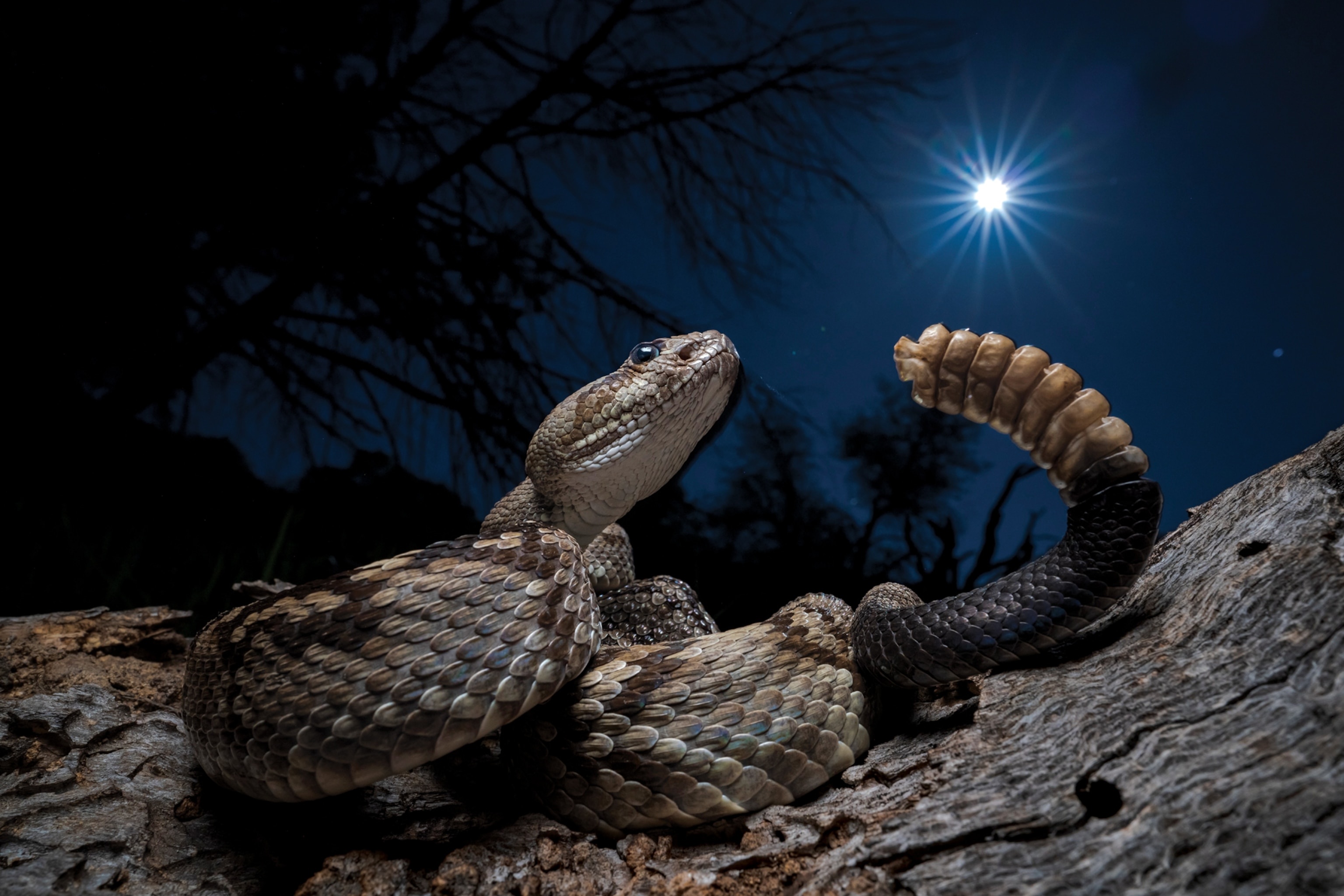 Echoes in the Moonlight: A Rattling Adventure