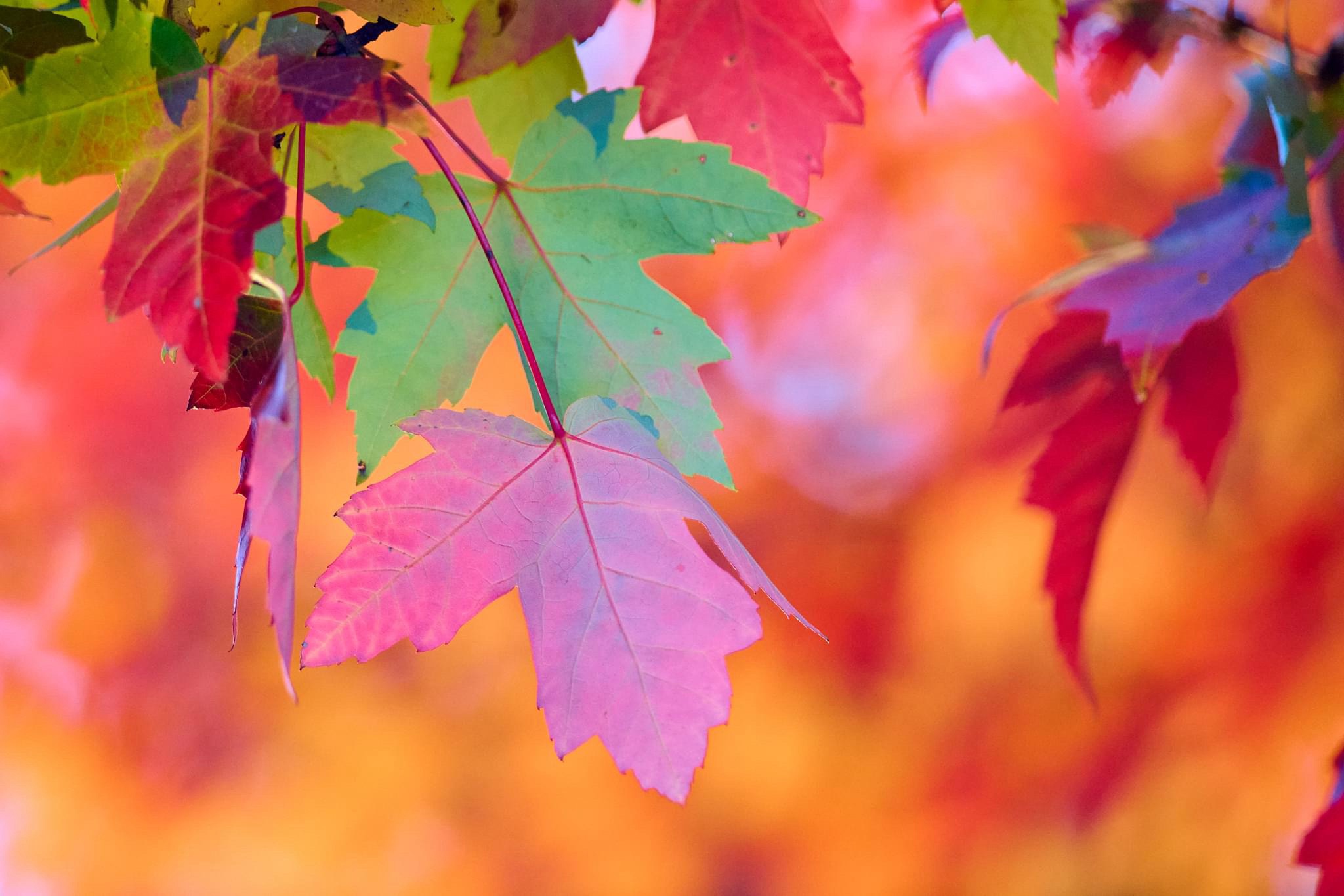 Nature's Artwork: A Stunning Display of Leaves