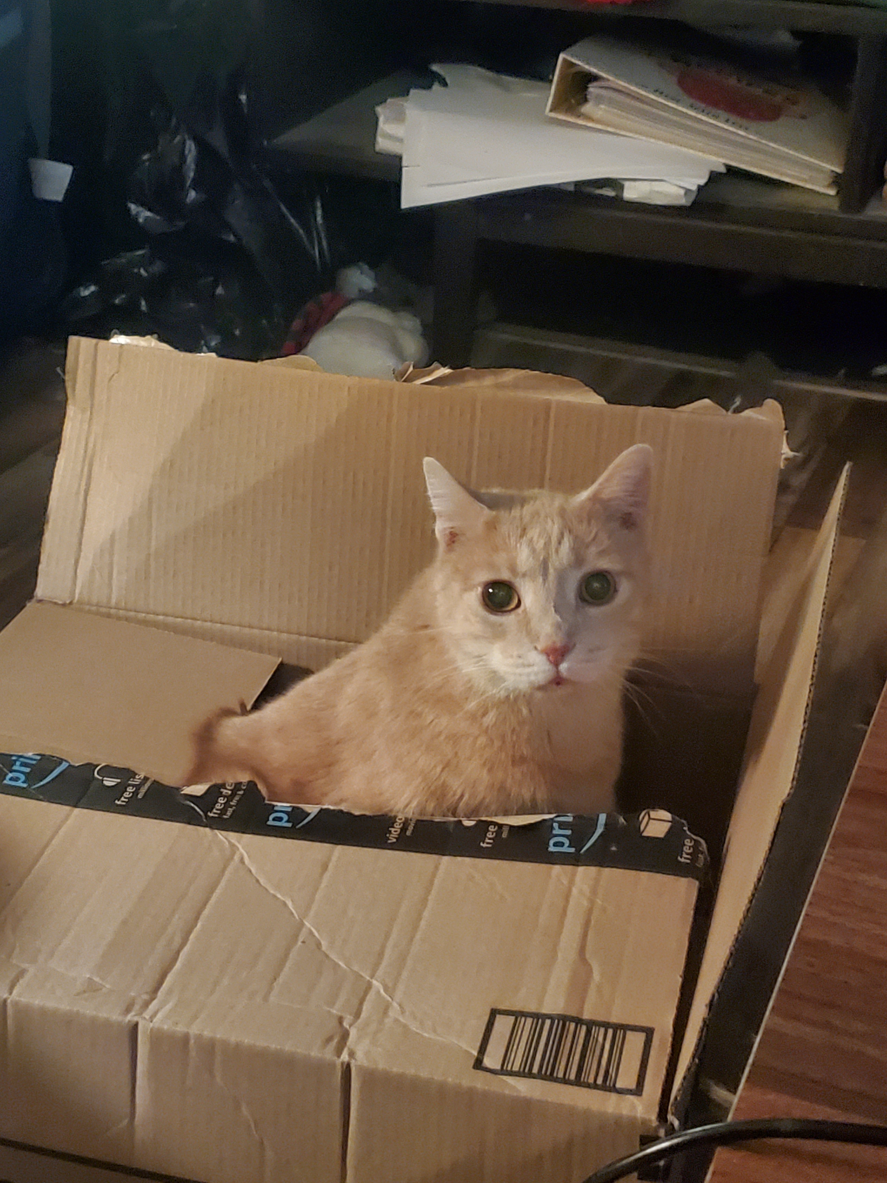 A Delightful Collection of Cats and Memes