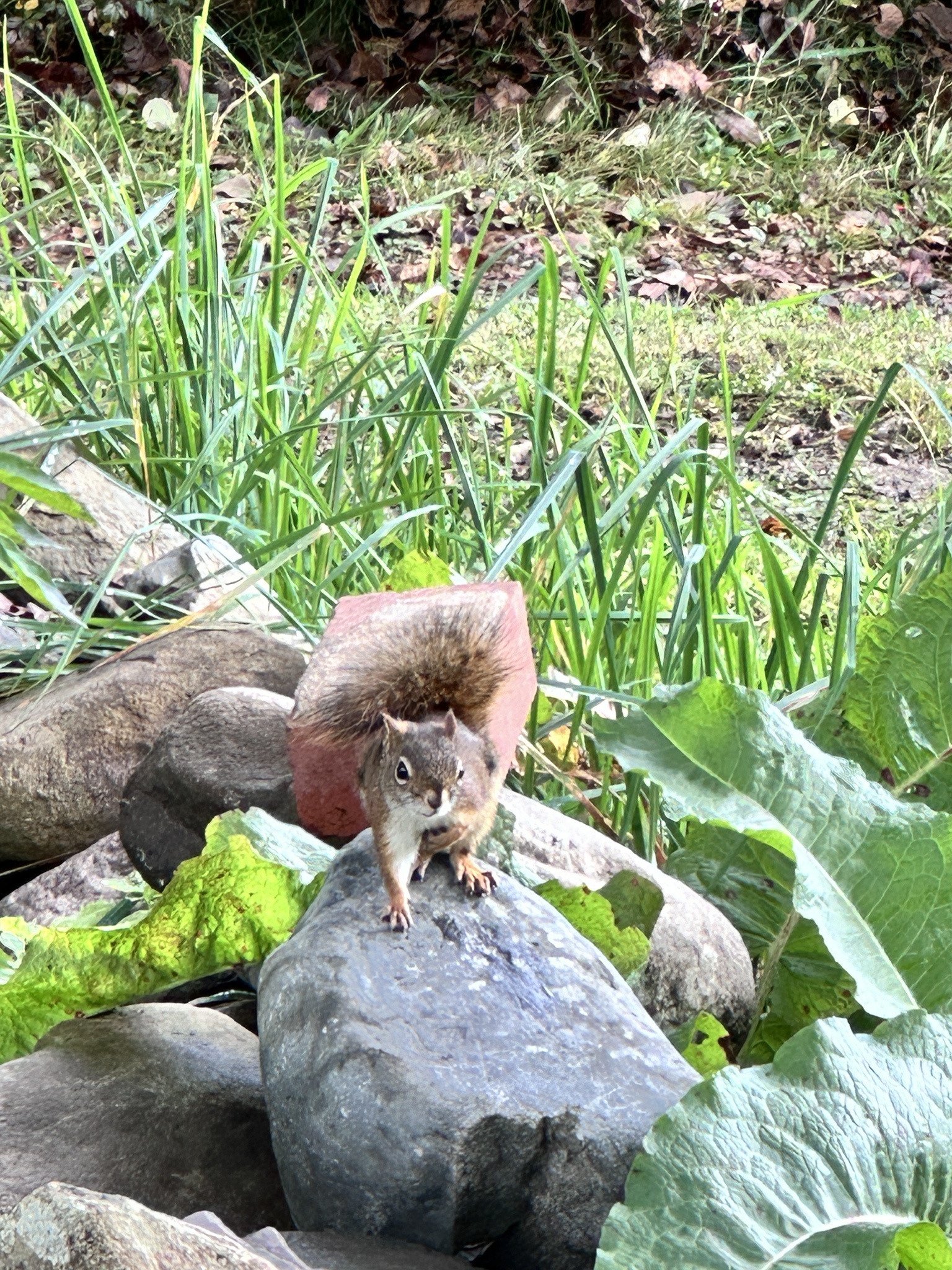 After a Long Hiatus: Watch This Hard Charger Collecting Chestnuts