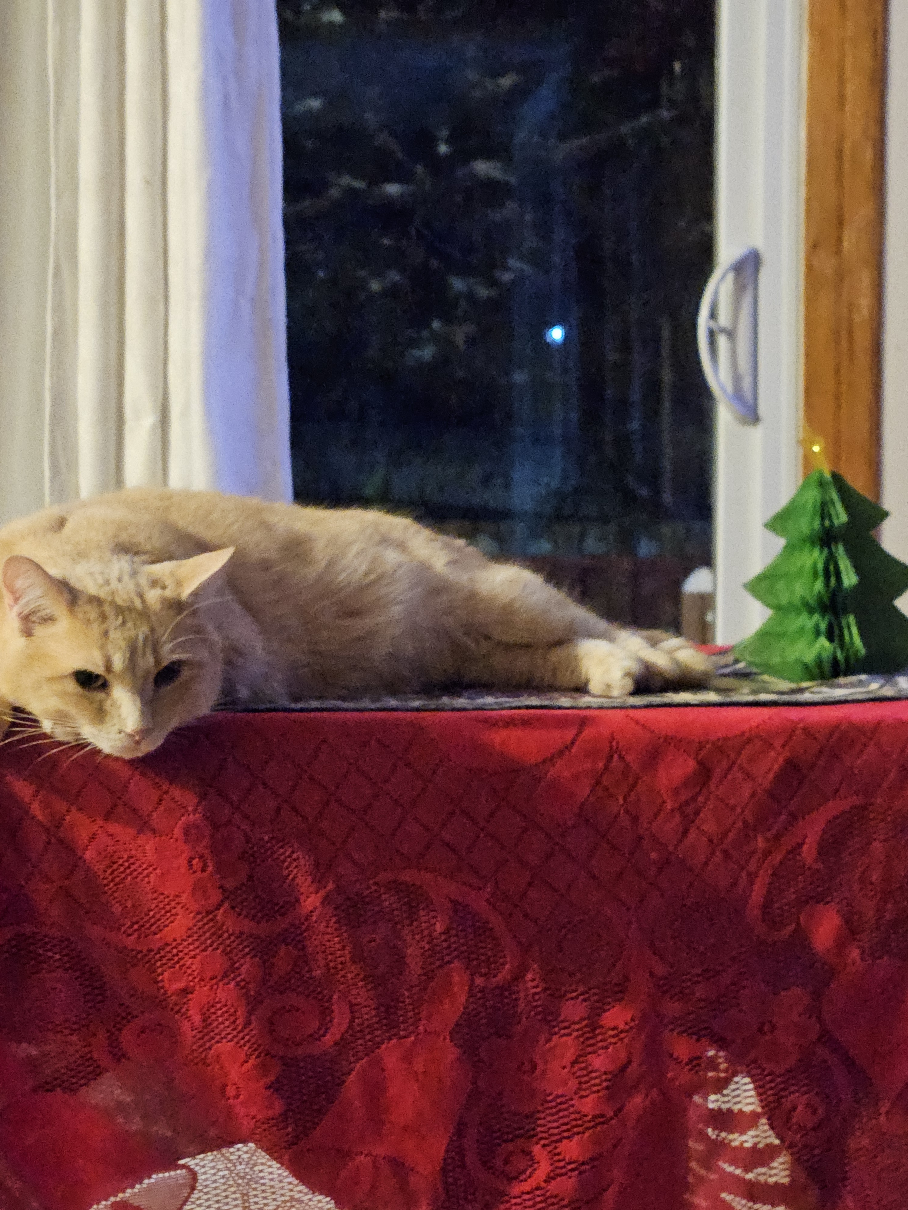 No Pine Cones or Acorns? Check Out My Animal Pics Instead!