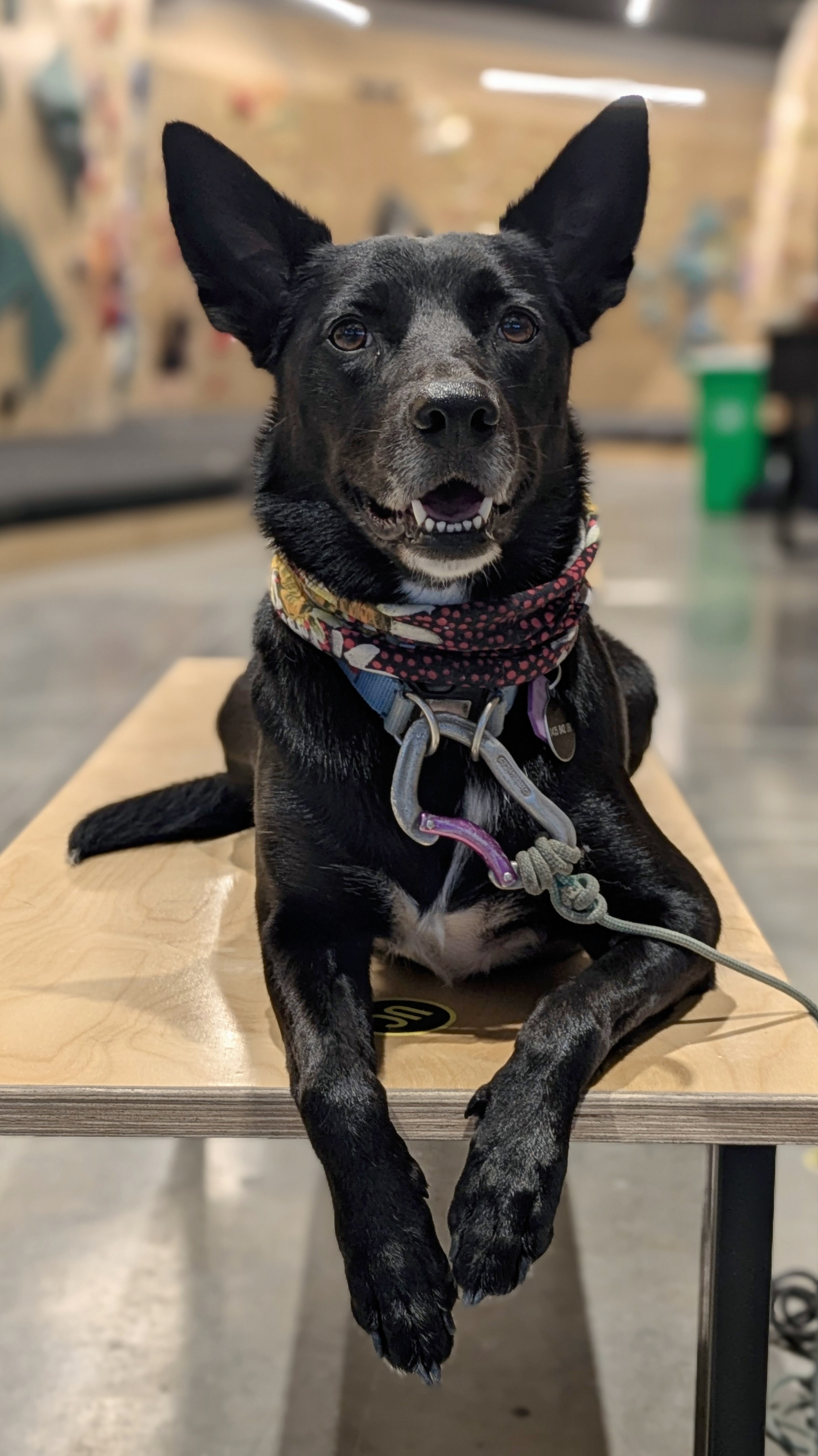 Meet Willow: My Dog's Adventures, Not Every Day