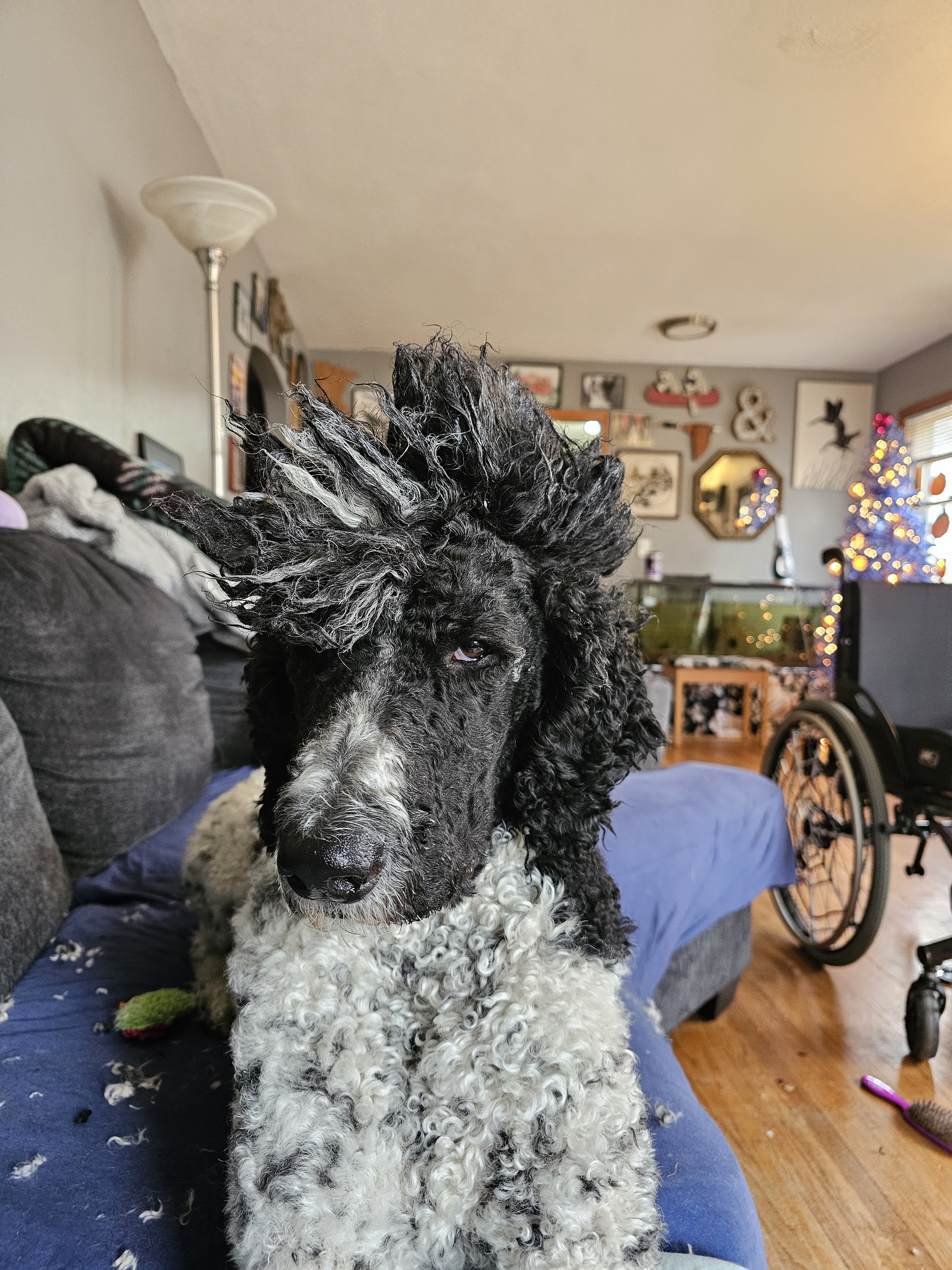 Martin's Mohawk: A Hair-raising Disappointment