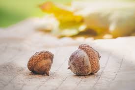 Cheer for Team Acorn!