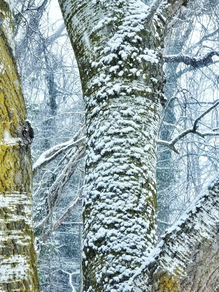 A Winter Wonderland: Snow-Covered Bliss