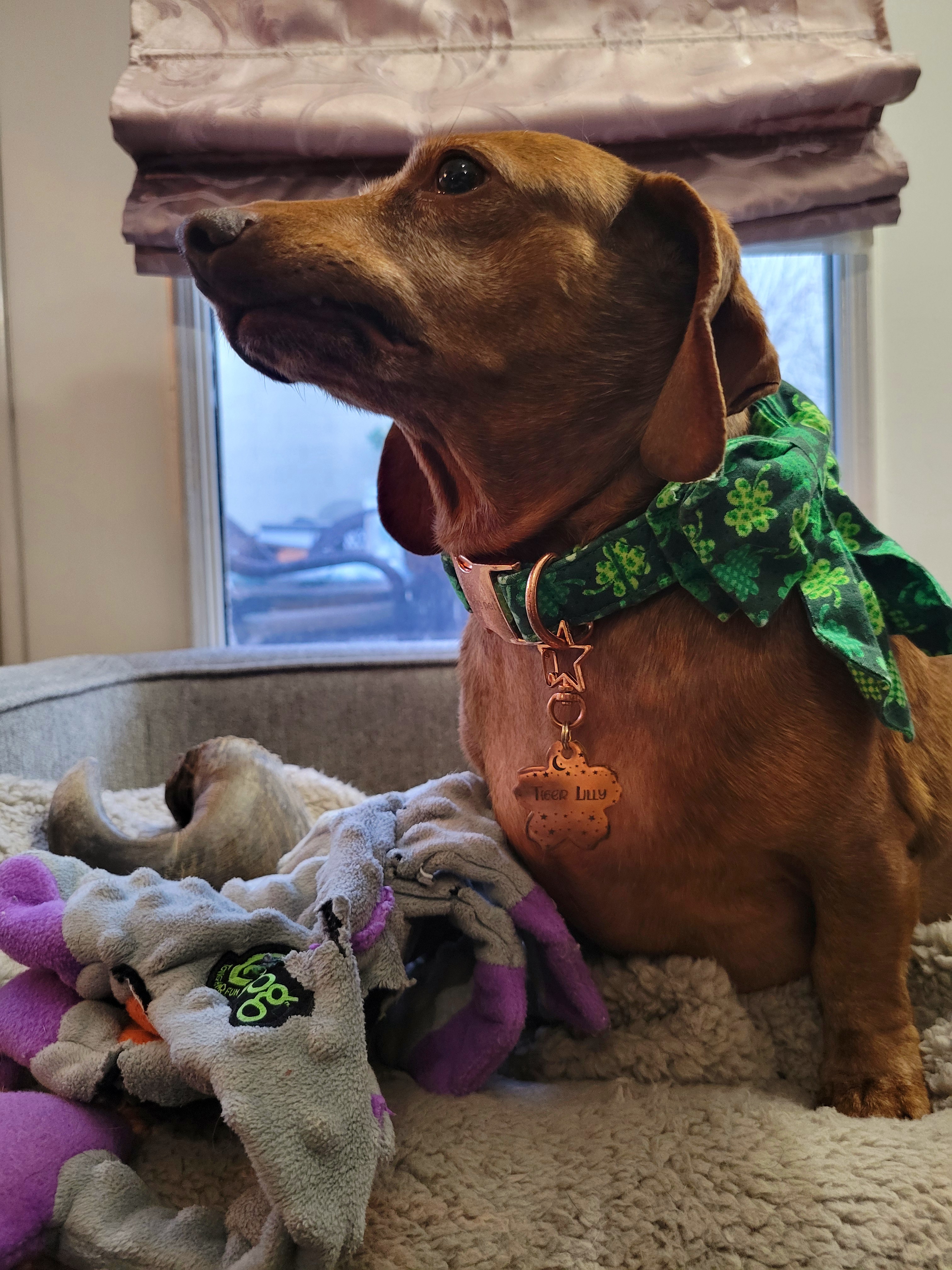 Say Hello to My Adorable Pup, Tiger Lilly #795!
