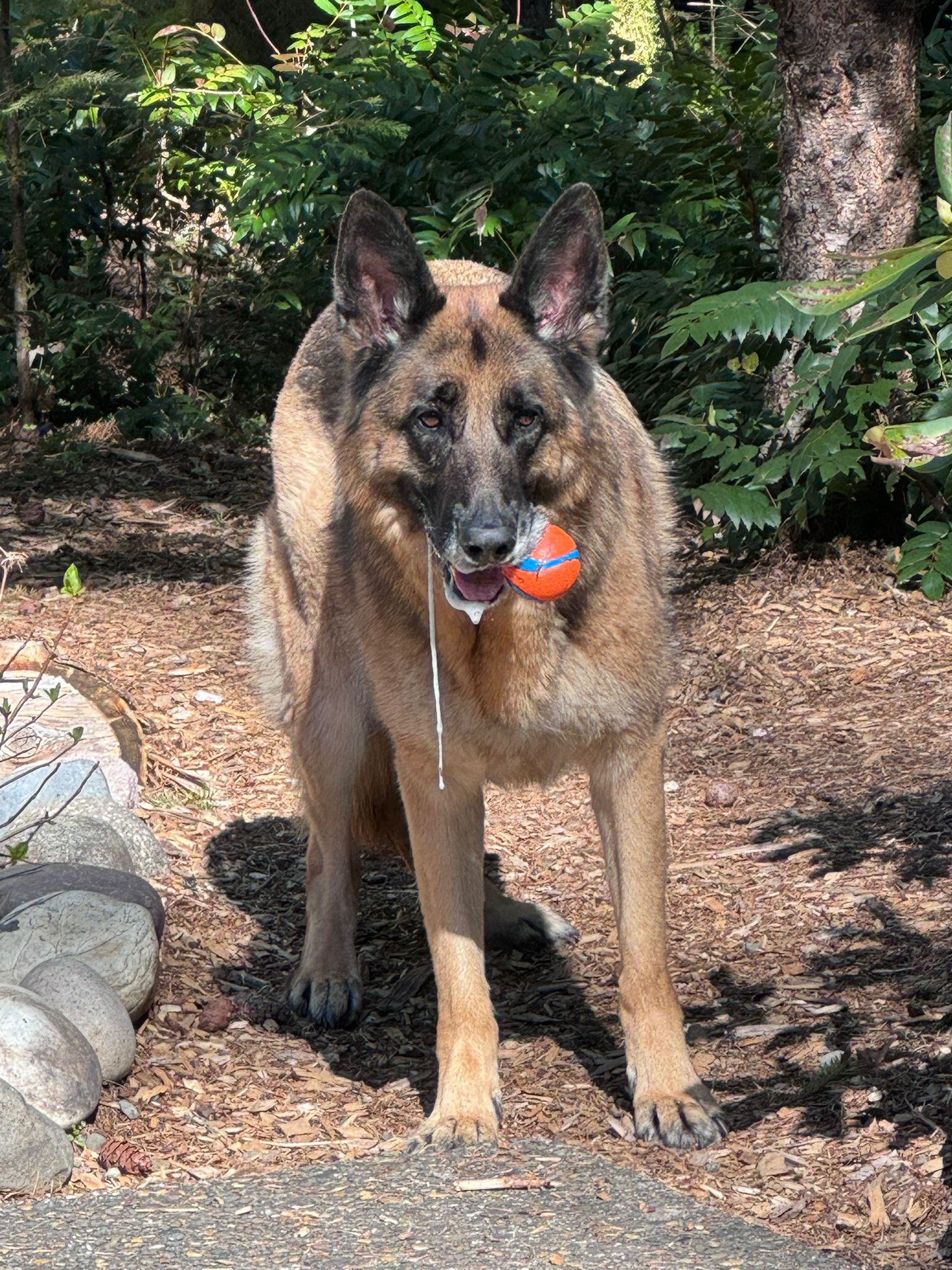 A Dog's Love for His Favorite Ball
