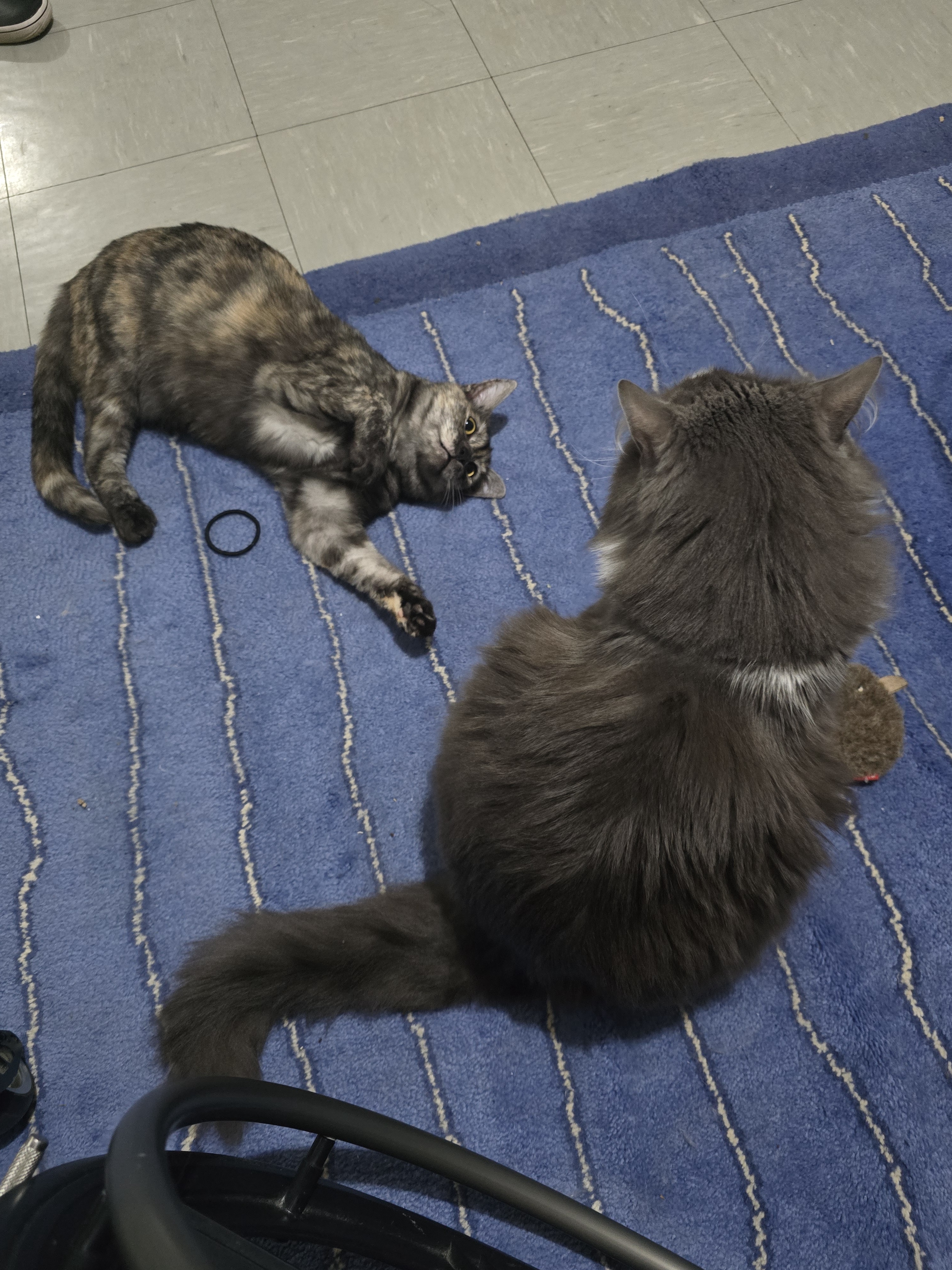 The Adorable Duo: Tiggie and Willow