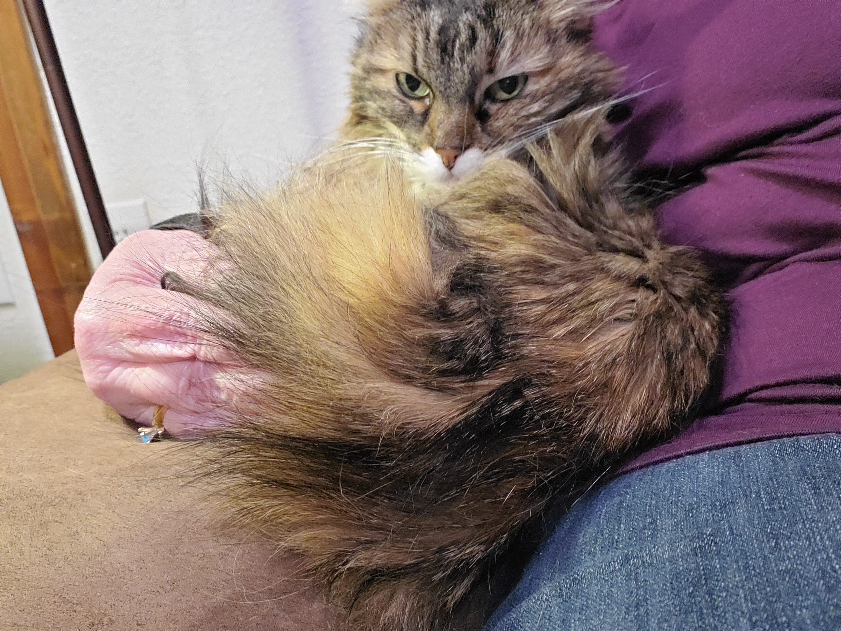 Meet the Cranky Kitty: The Feline with Attitude