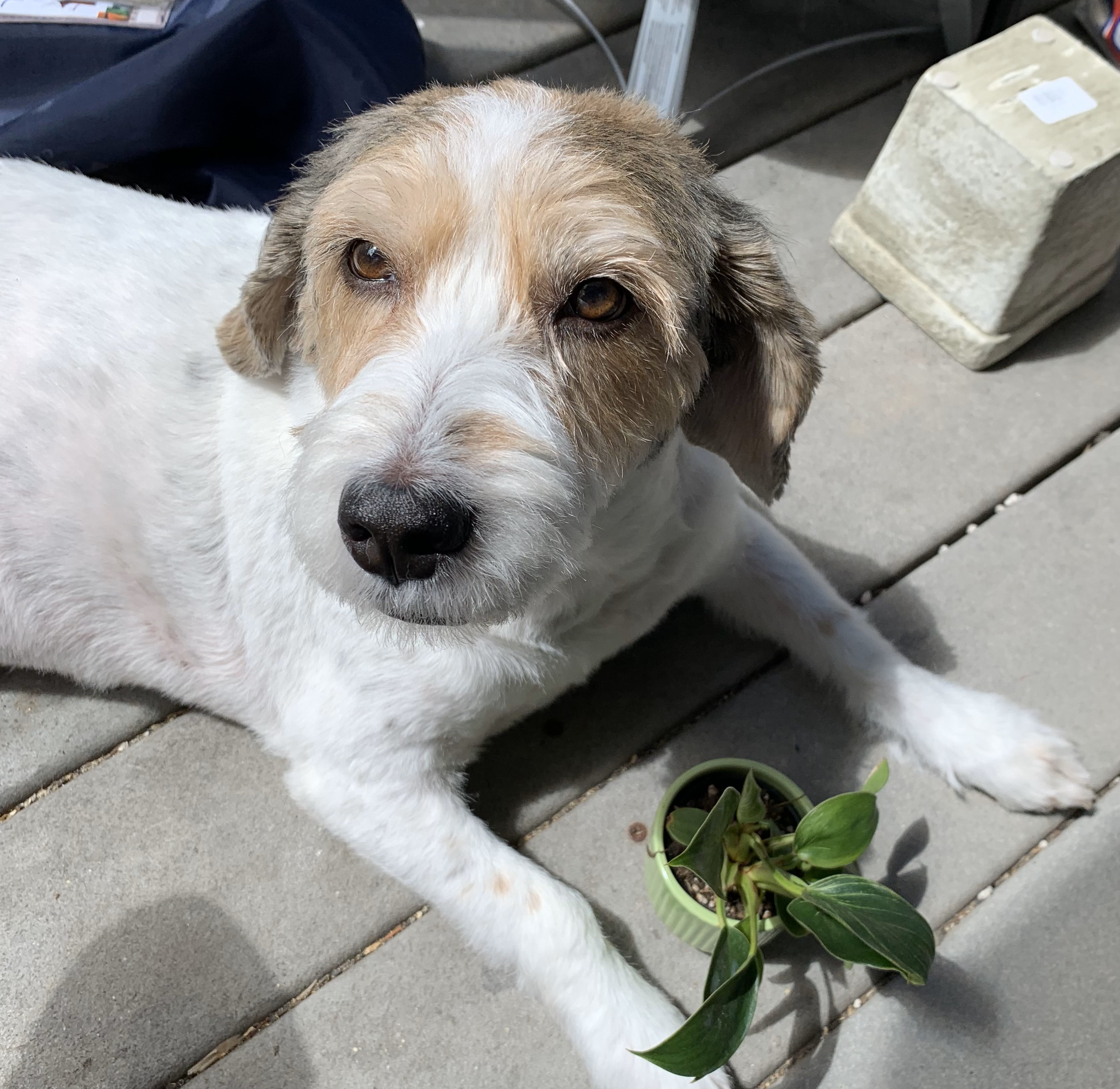 Albert proudly showcasing his vibrant new plant!