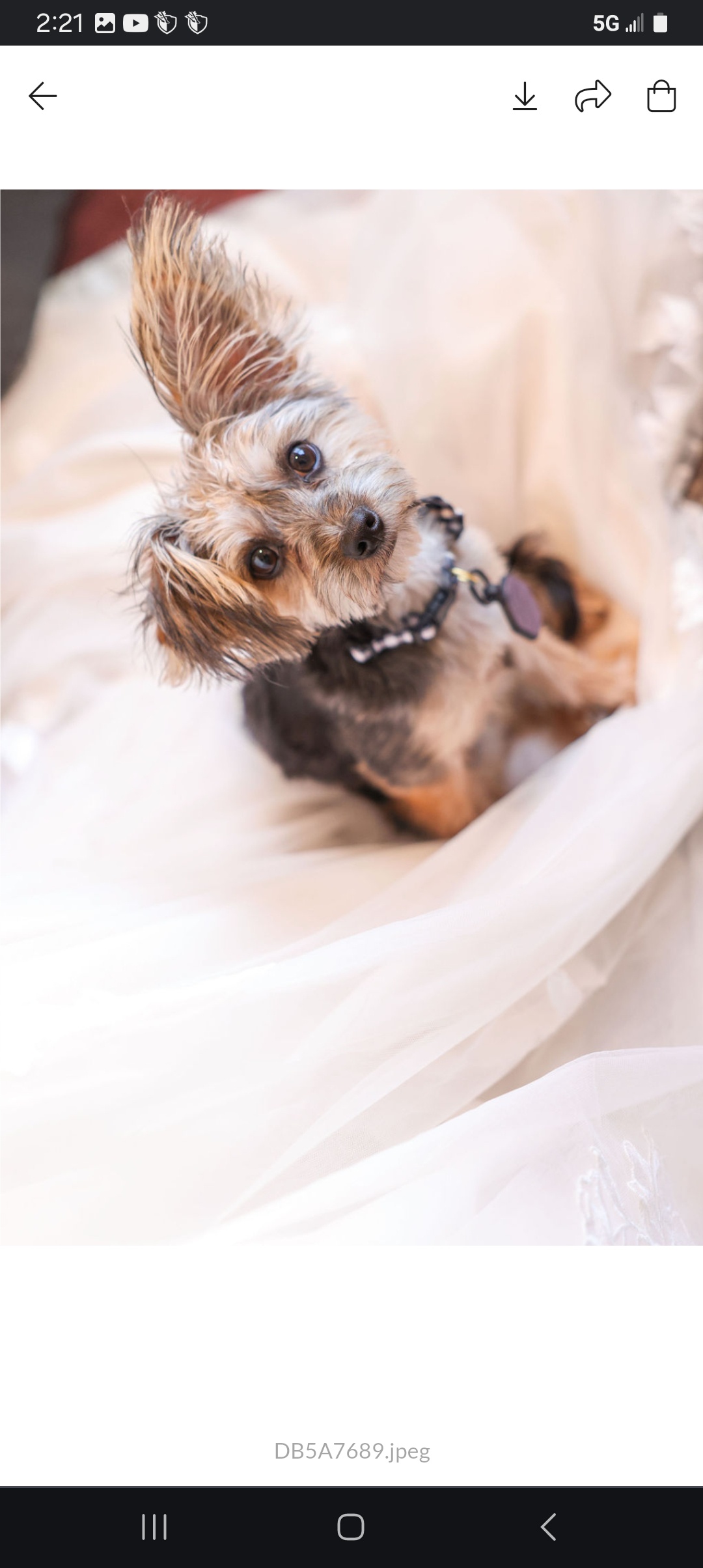 The Moment of Honor: Ring Bearer Duties
