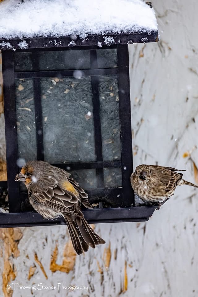 The Ultimate Feeder