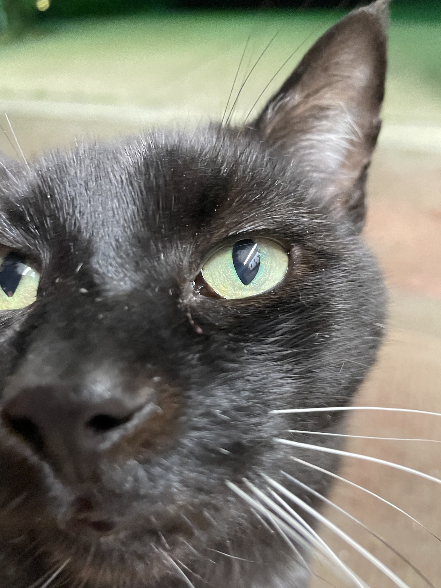 Happy Caturday! Here’s My Adorable Feline Friend