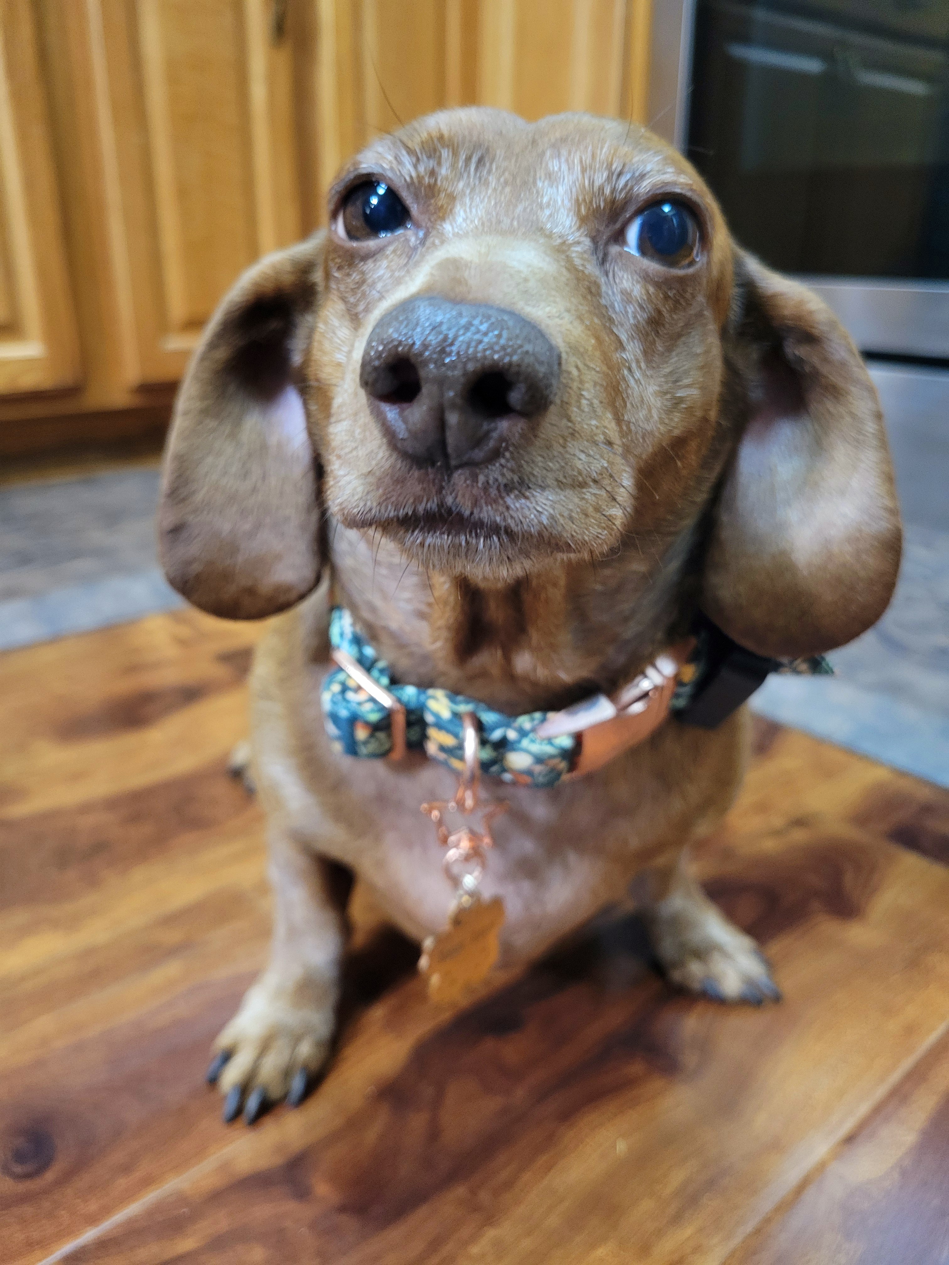 Meet my adorable pup, Tiger Lilly #709