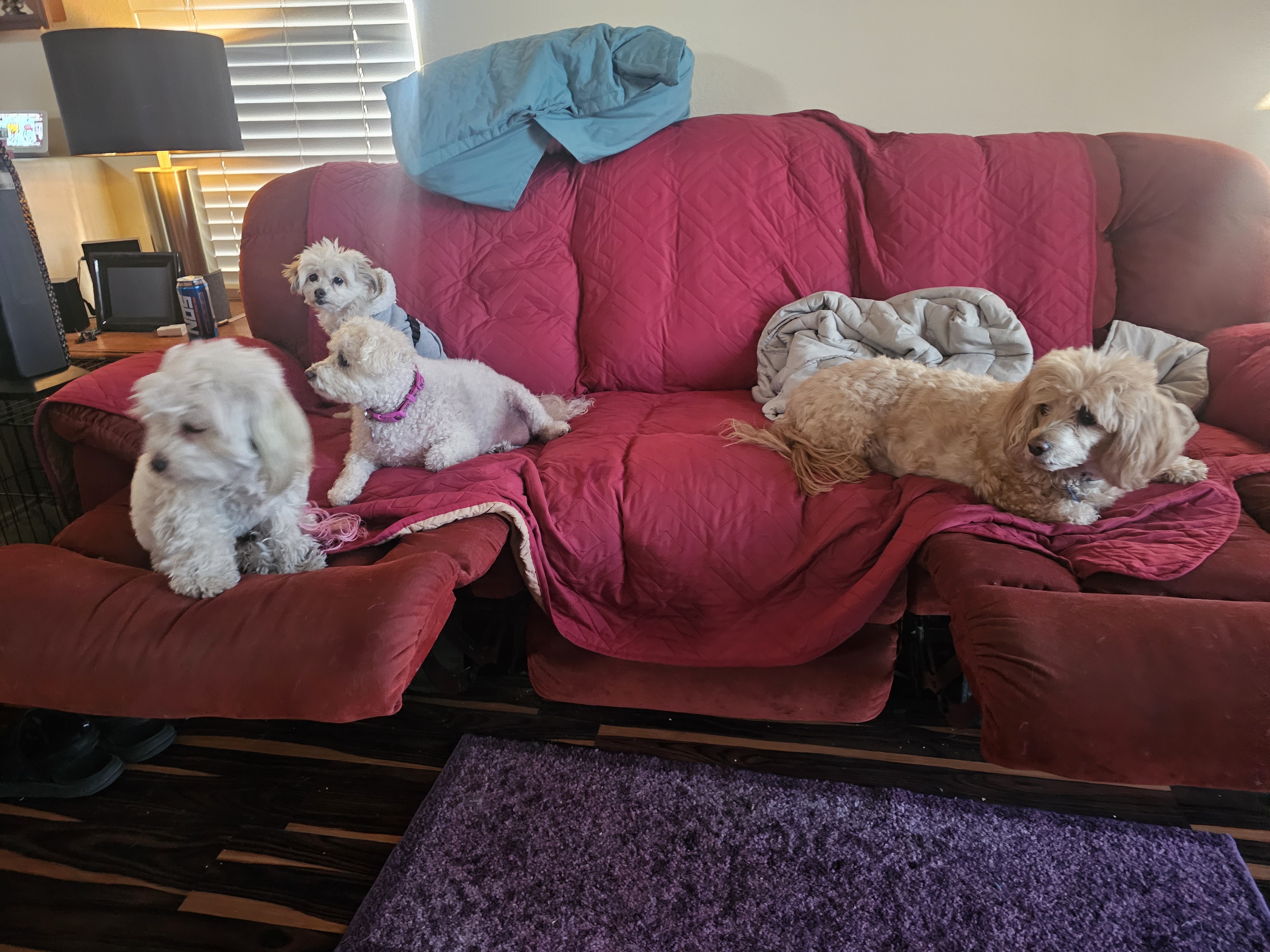 Thanksgiving with Our Adorable Maltipoos: Meet the Crew!