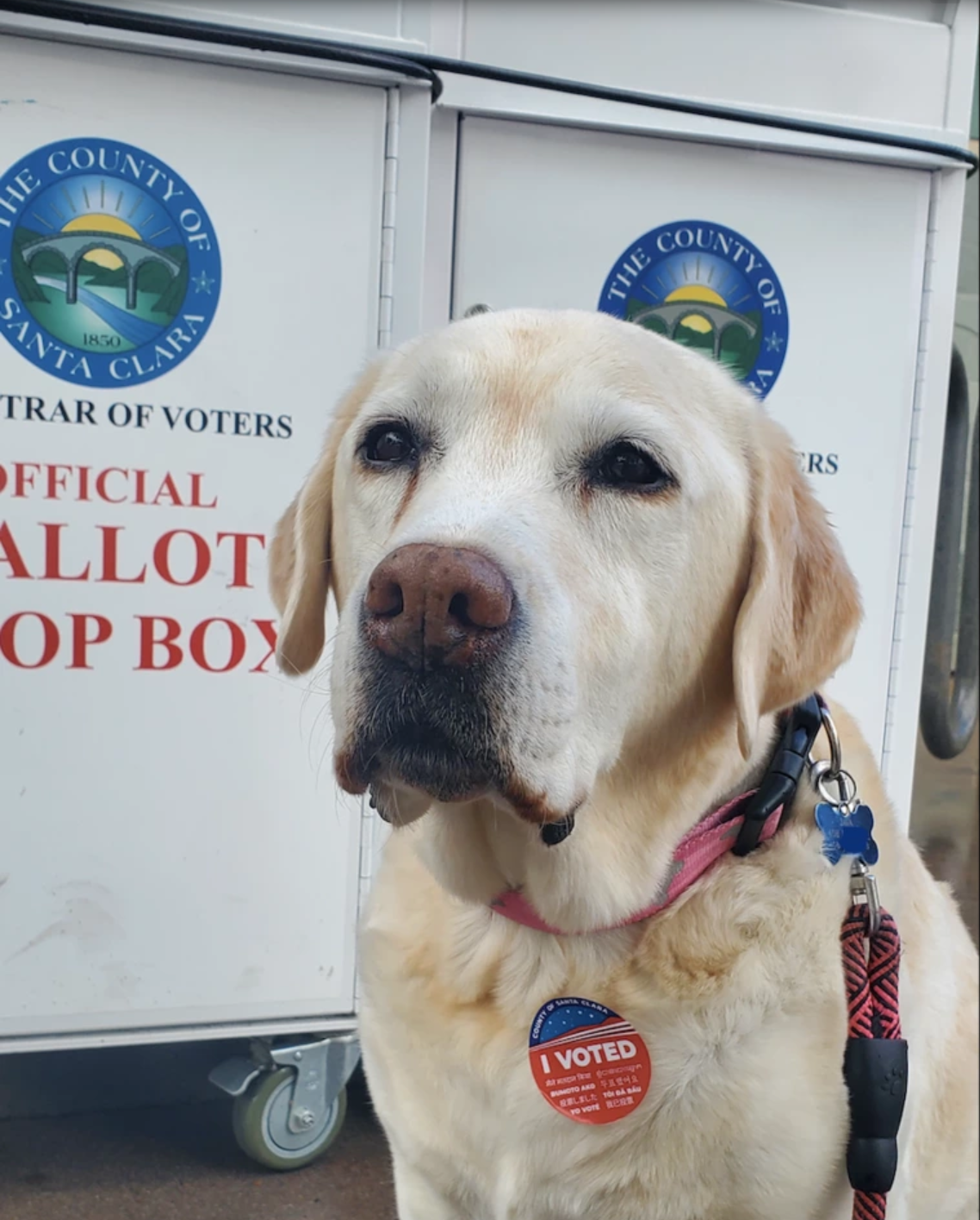 I Voted for Harris: She Promised to Keep Me Safe!