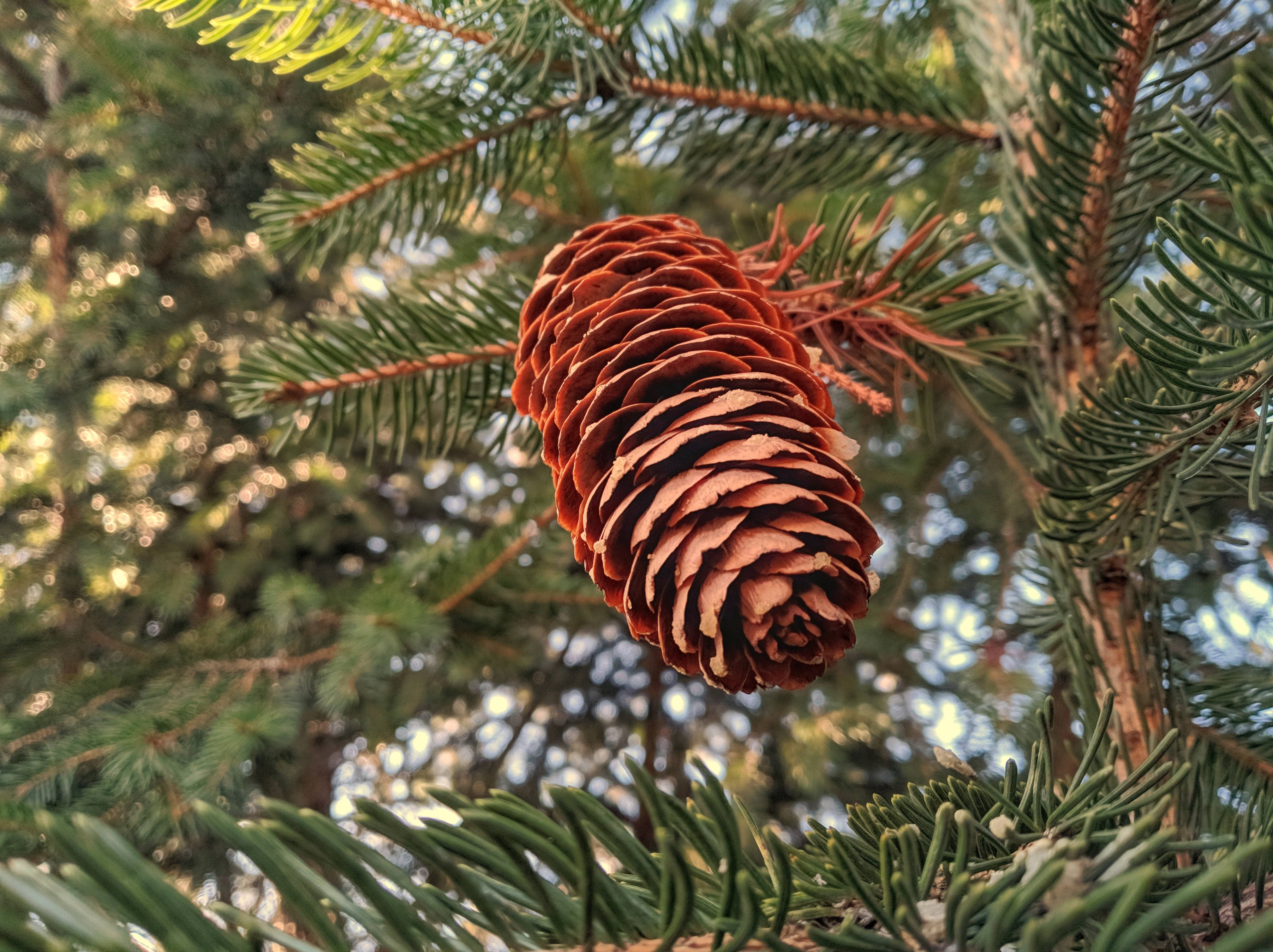 Join the Pinecone Squad!