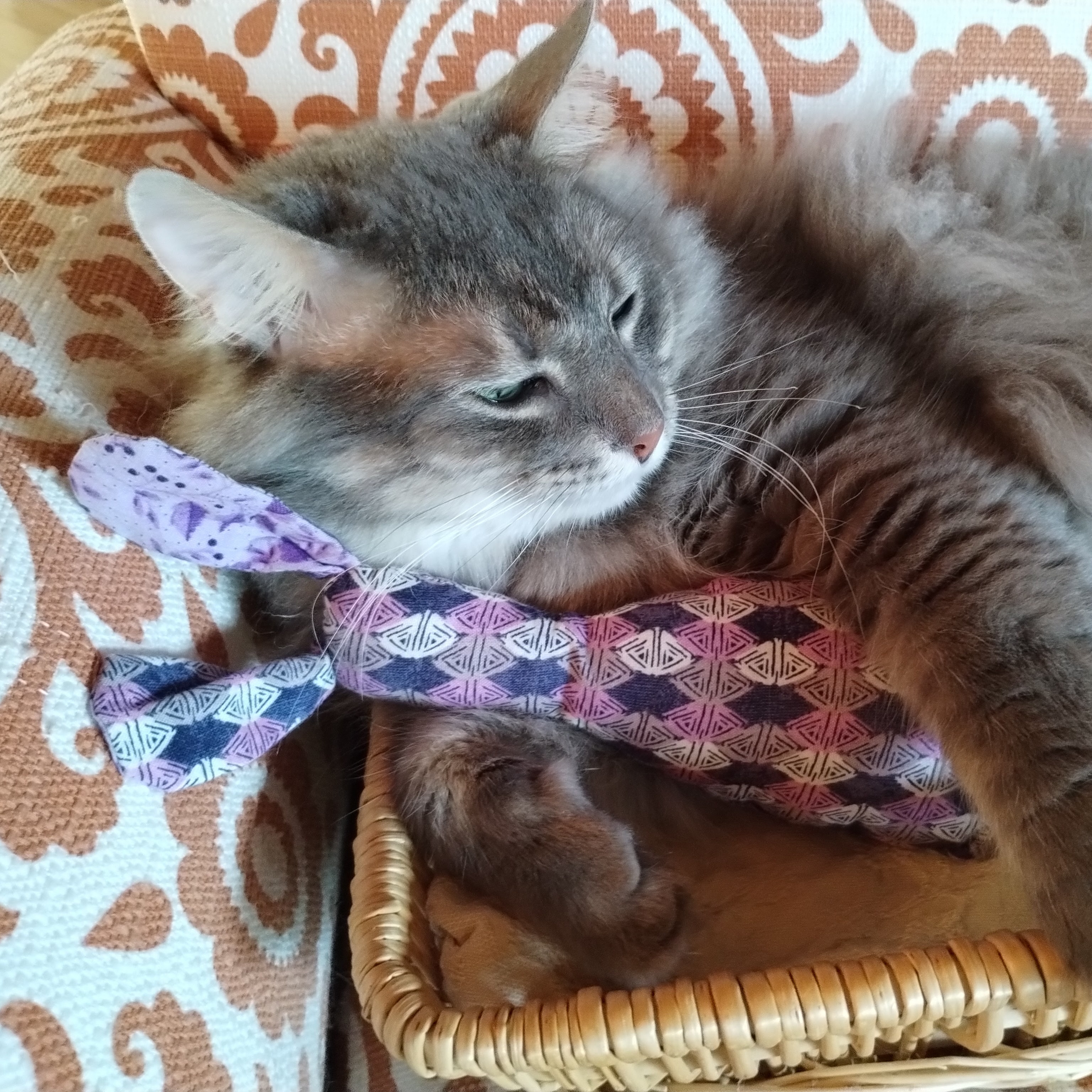 A grey cat snuggles with his purple bunny