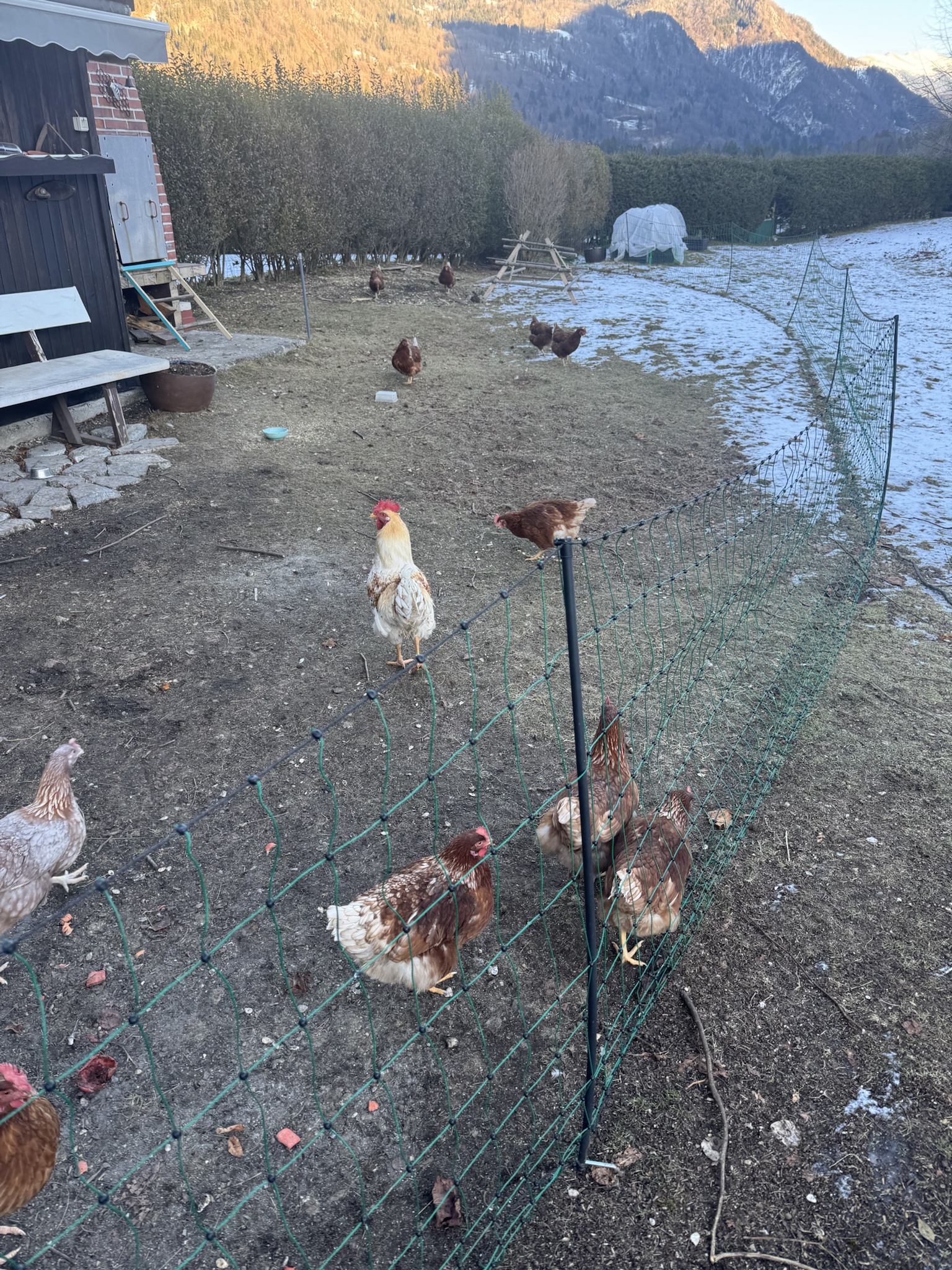 Meet My Adorable Chicken!