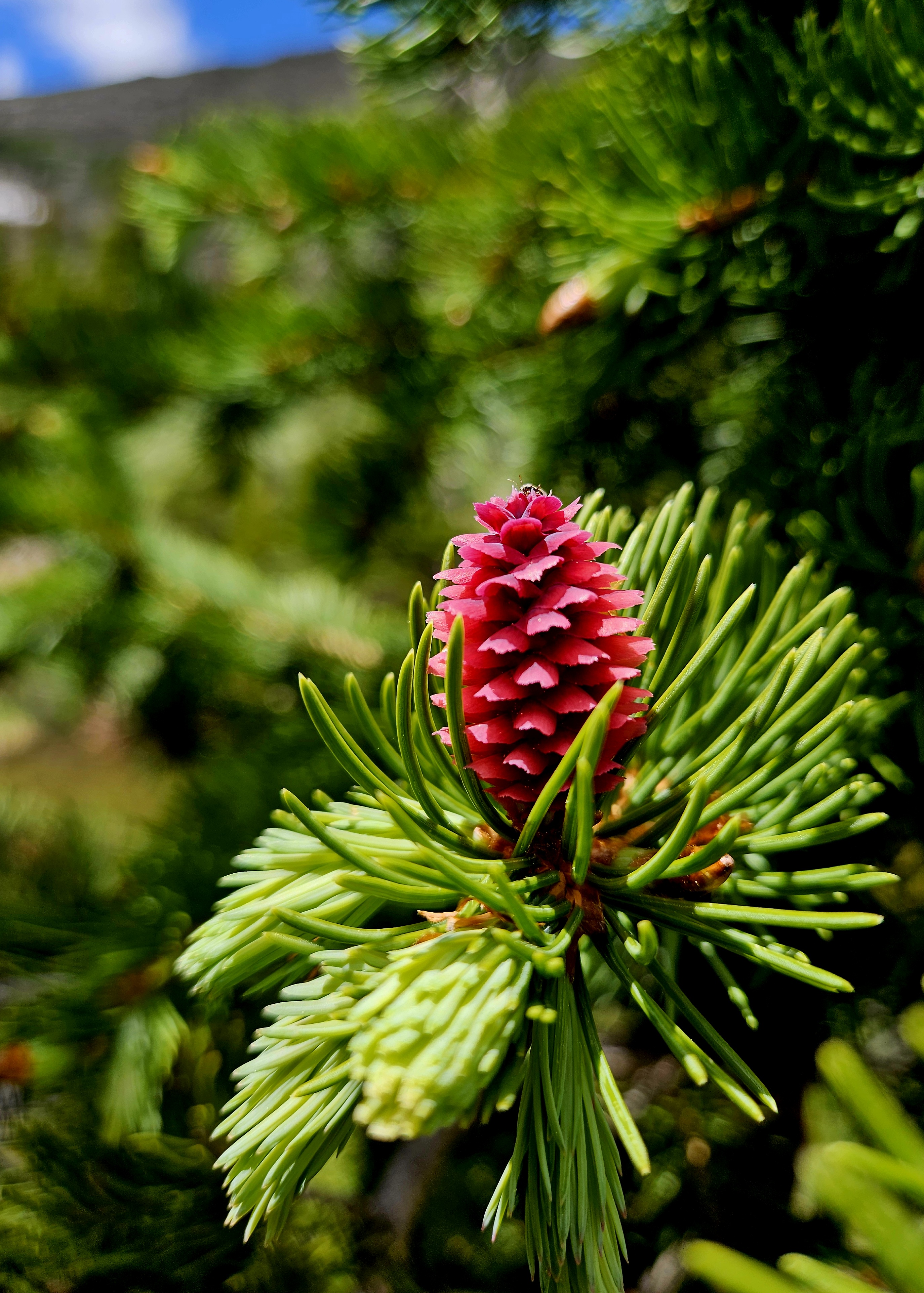 Check Out These Adorable Pink Spruce Cones for Team Pinecone!