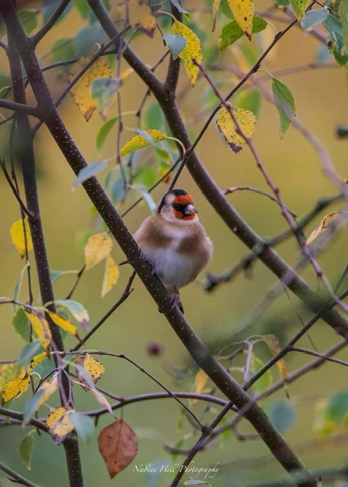 The Beauty of Nature Unveiled