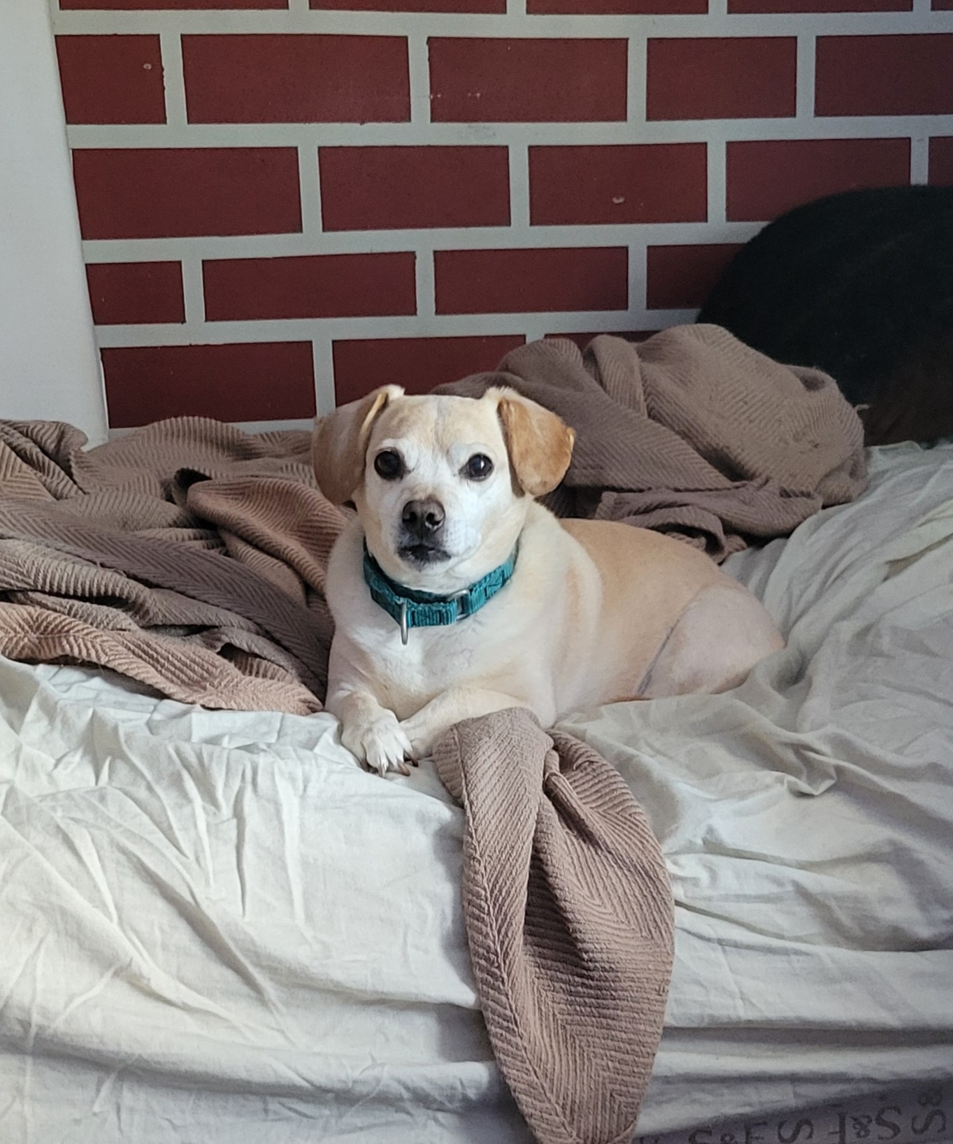 Frank's New Blanket: A Love Story