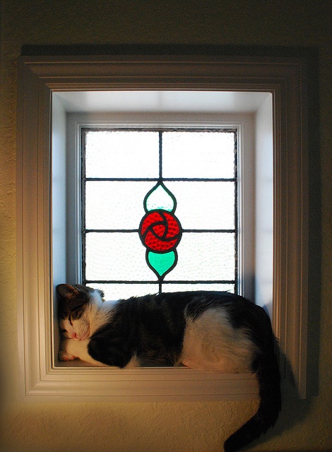 Meet Today's Adorable Cat!
