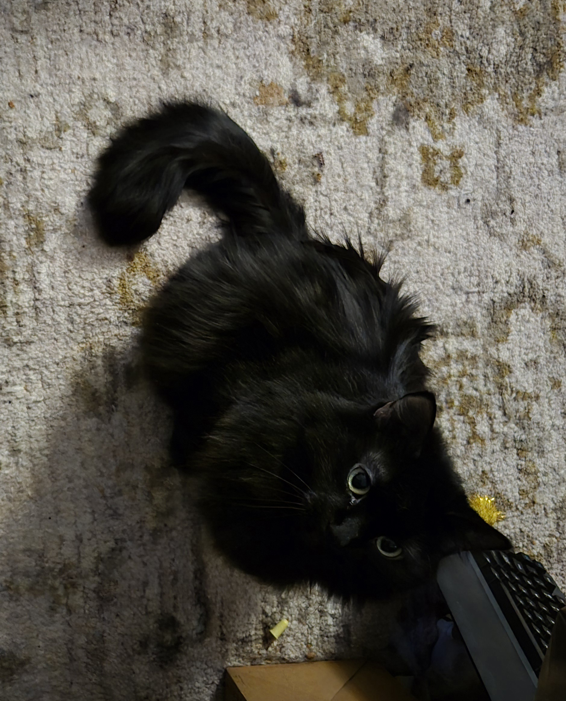 Just a cat doing cat things