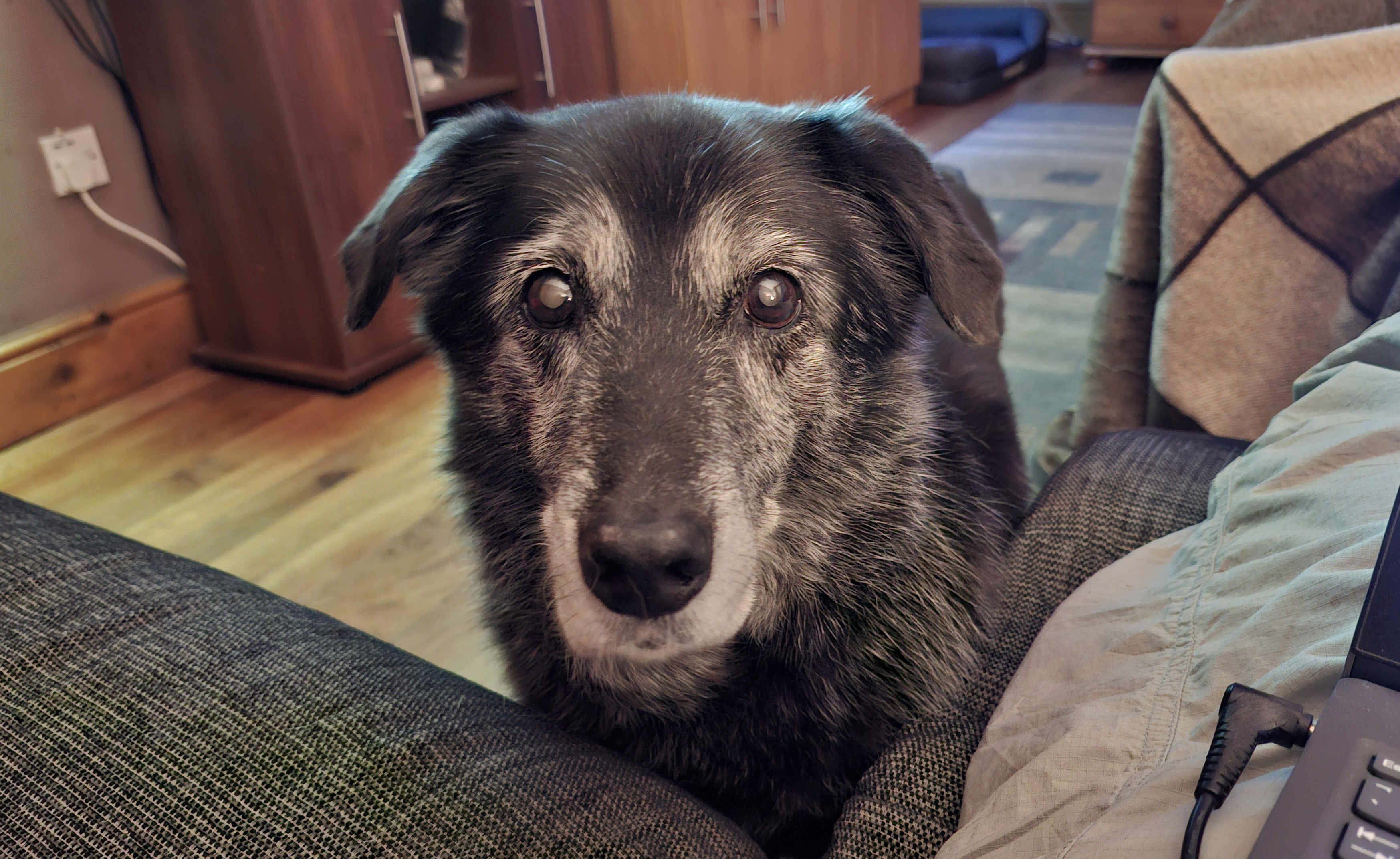 Fluffy and Adorable: The Sof Old