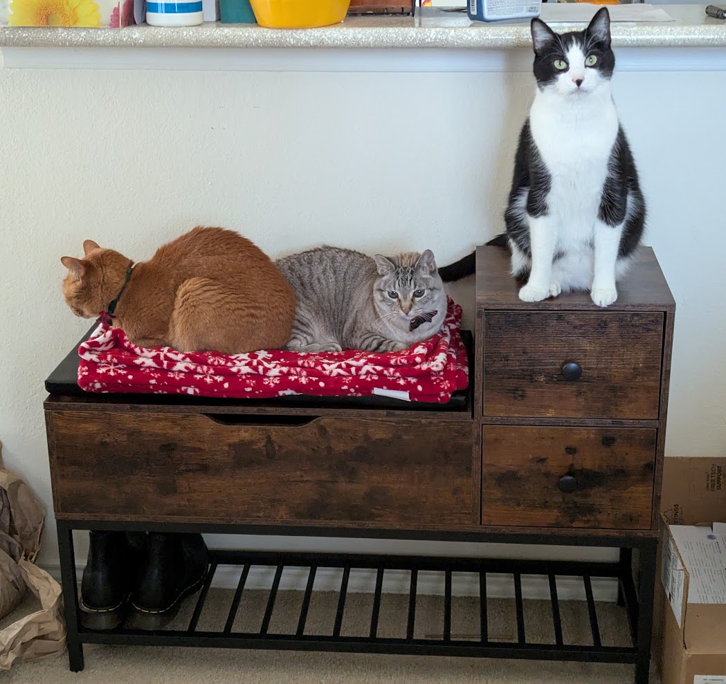 We Just Assembled This Bench and It Seems Like They Love It!