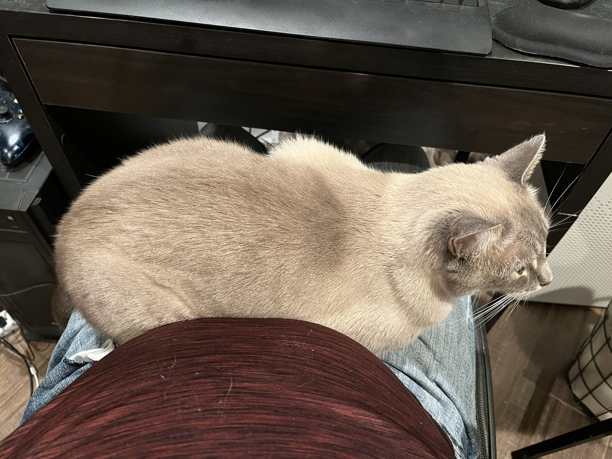 Daily Dose of Ivy: Cat Chronicles Day 327