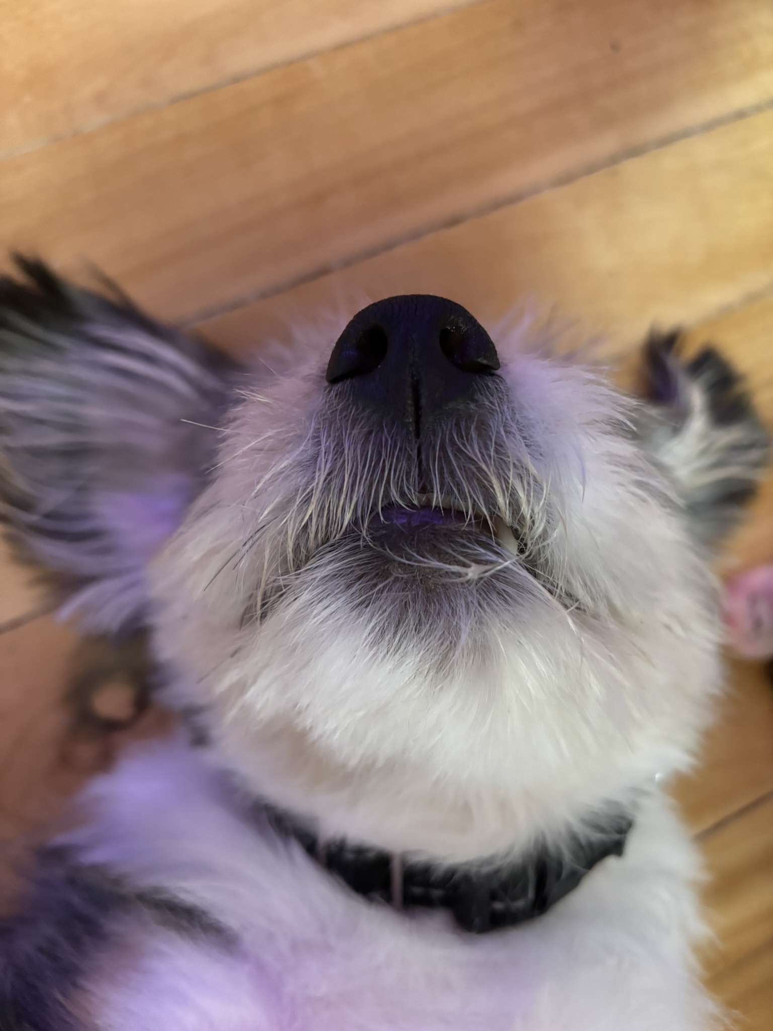 Rigby Ragazzo's Day in the Spotlight