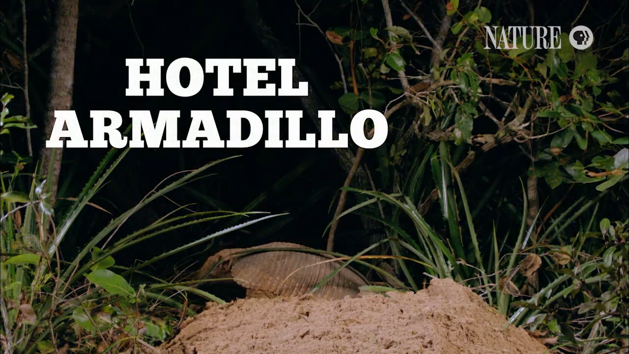 The Giant Armadillo of Brazil: An Essential Ecosystem Ambassador