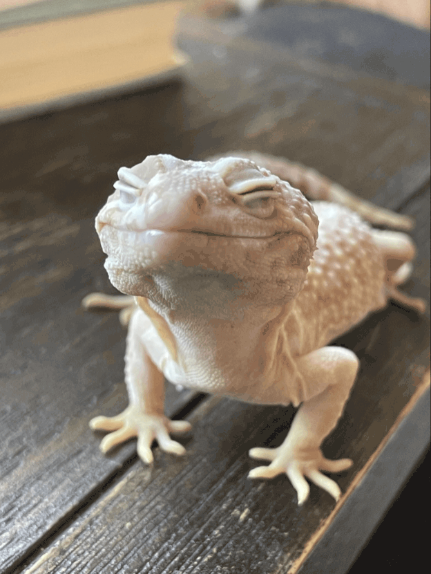 Farewell to Gecko Gummi: A sweet goodbye