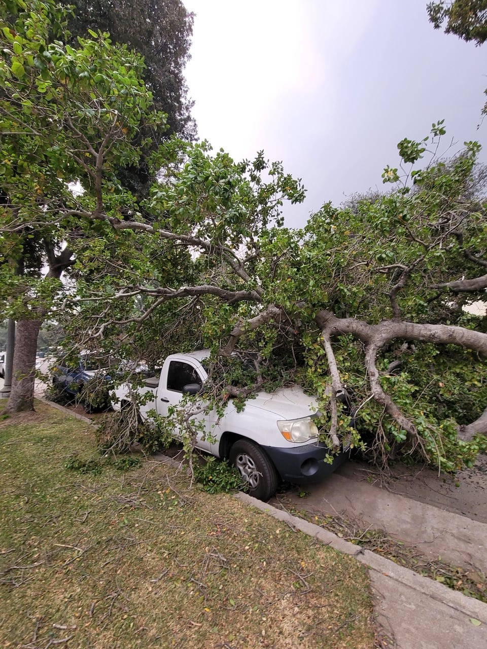 Witness the Aftermath of Sierra Madre's Wind Damage!