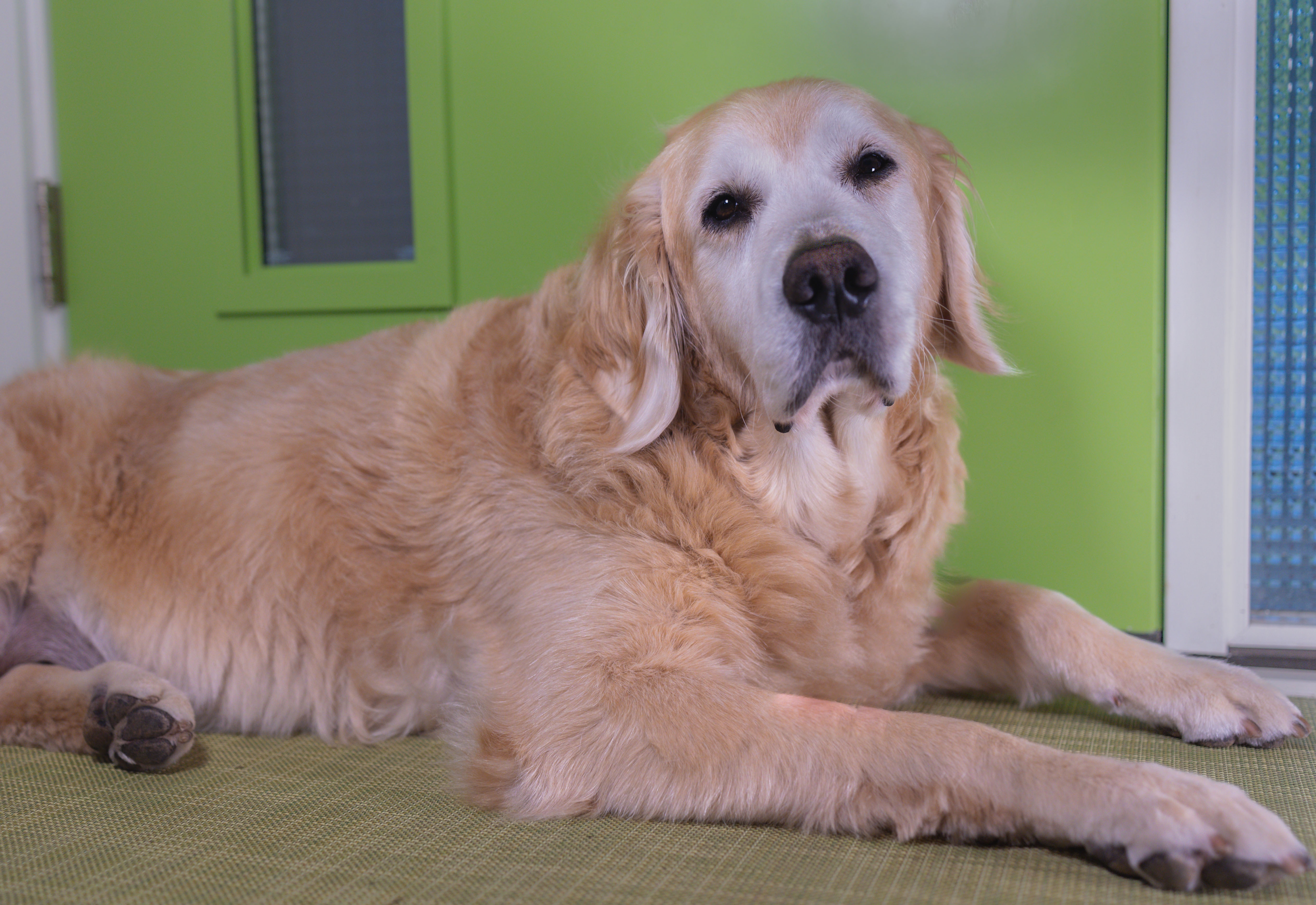 Cooper, the vigilant guardian at the door
