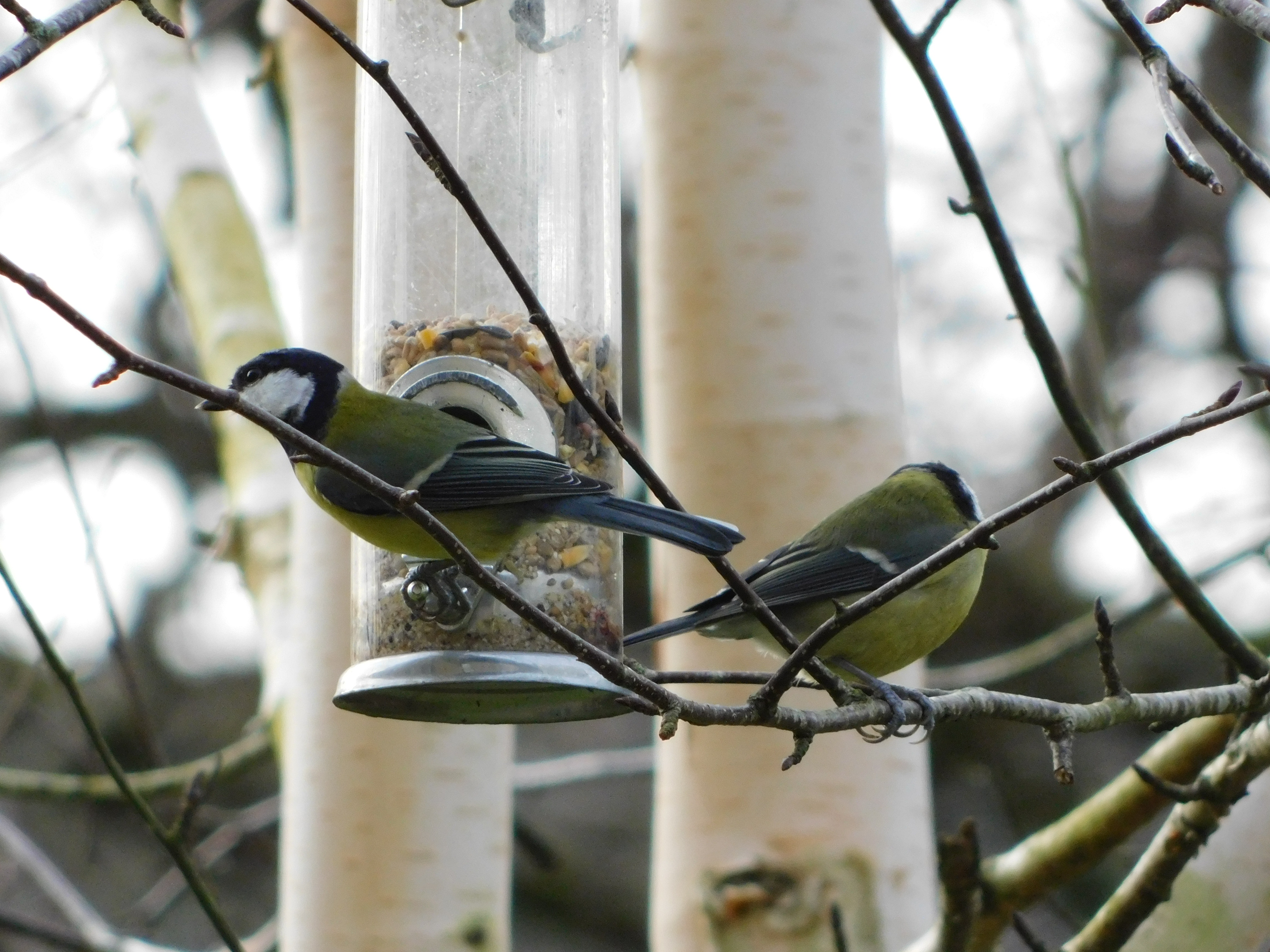 Bird Friends Unite: A Snapshot from January 29, 2025