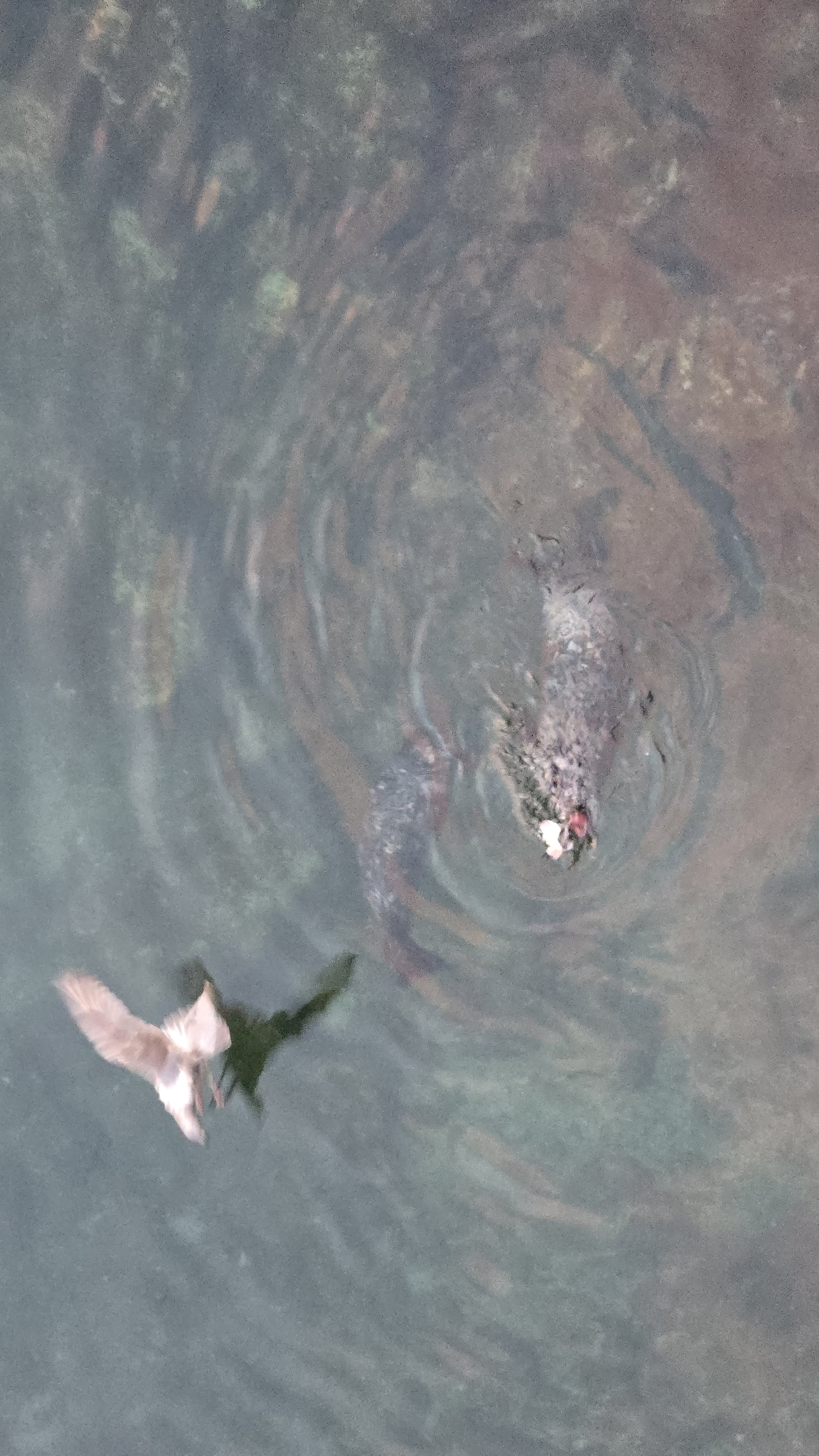 Seals and gulls in a heated debate over a fish!