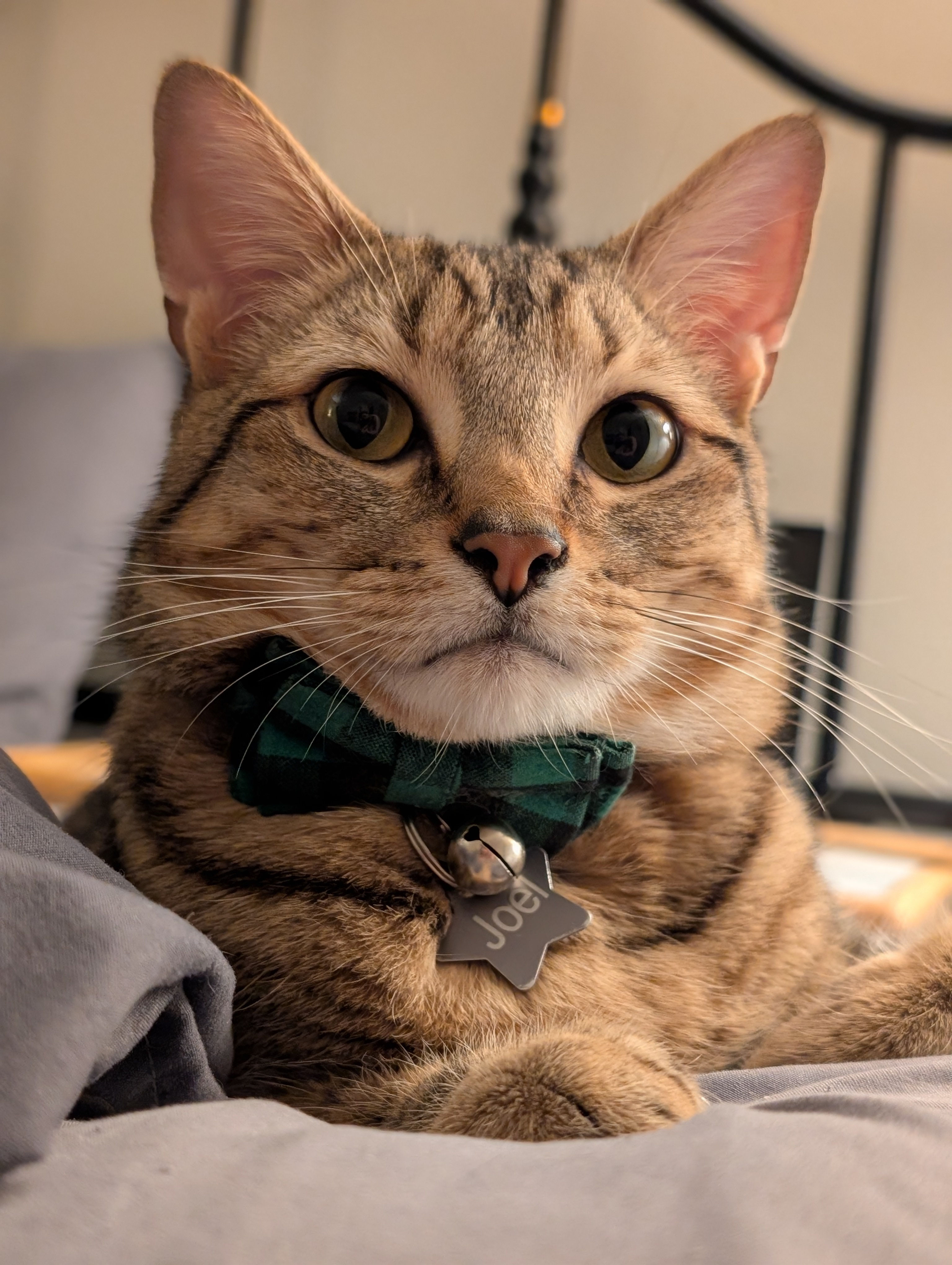 Introducing Jolie Bear: The Cuddly Companion