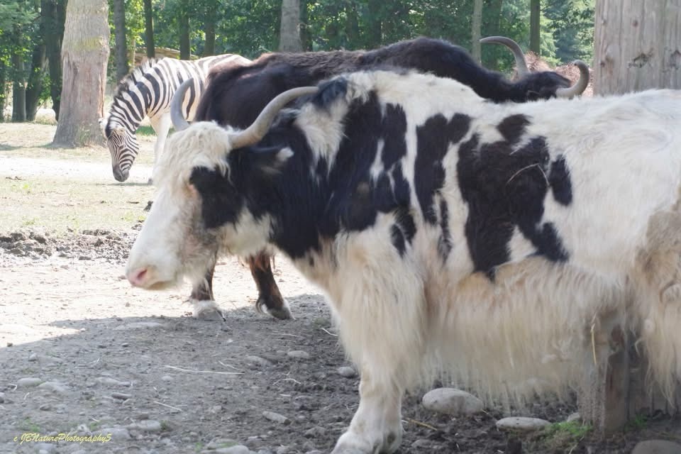 Adorable Animals Galore