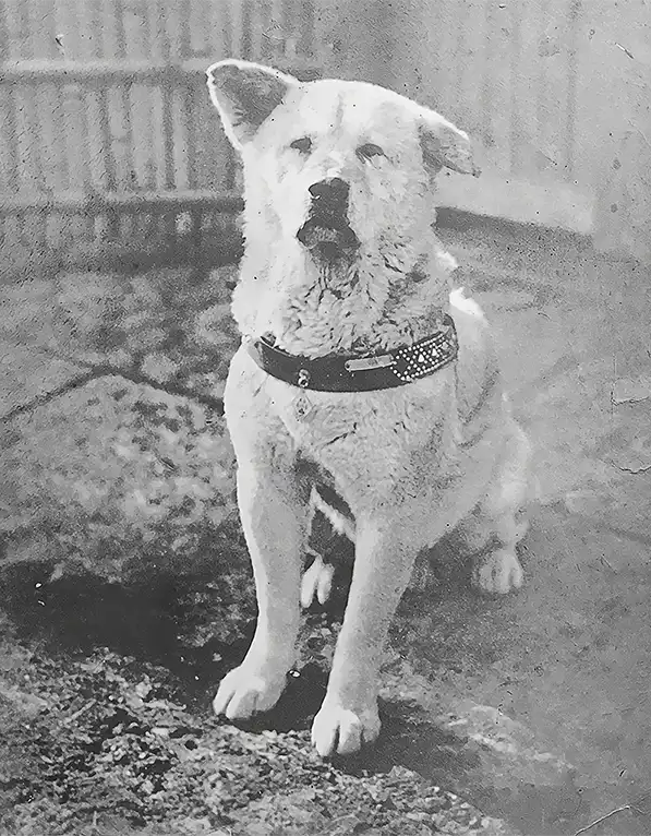 The heartbreaking loyalty of Hachiko, waiting for his owner at the train station for over 9 years after his sudden passing