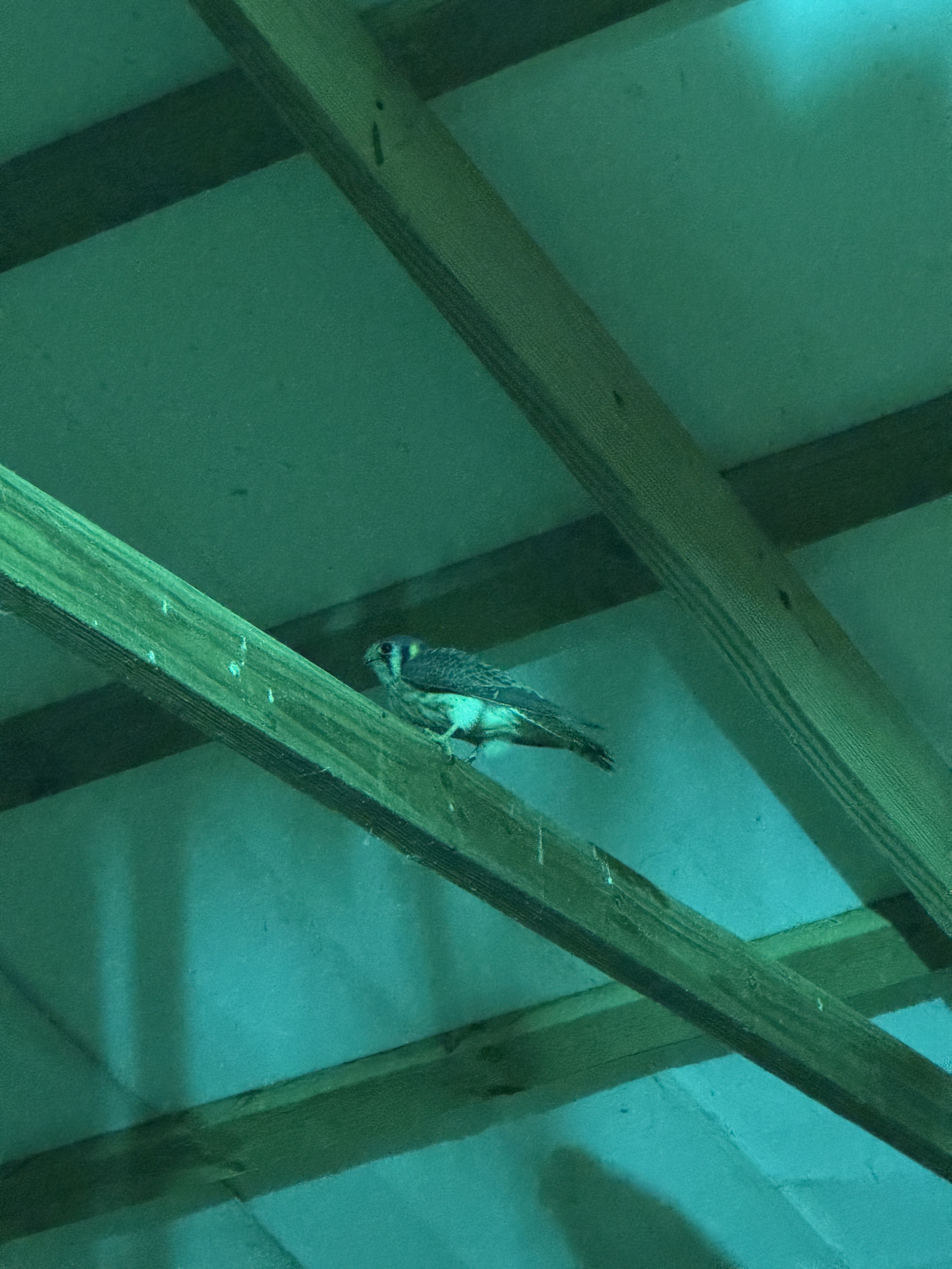 Is it a Hawk or a Falcon? Let's figure it out in Kentucky!