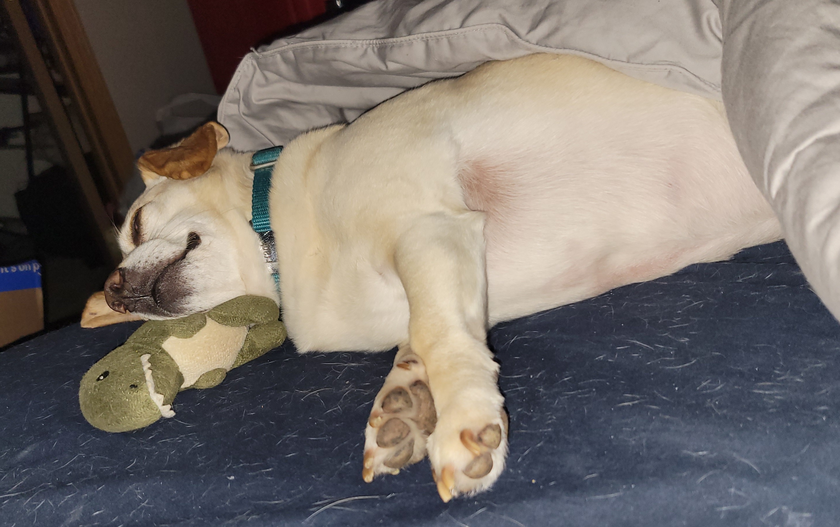 Frank's Cozy Nap: Using His Favorite Toy as a Pillow